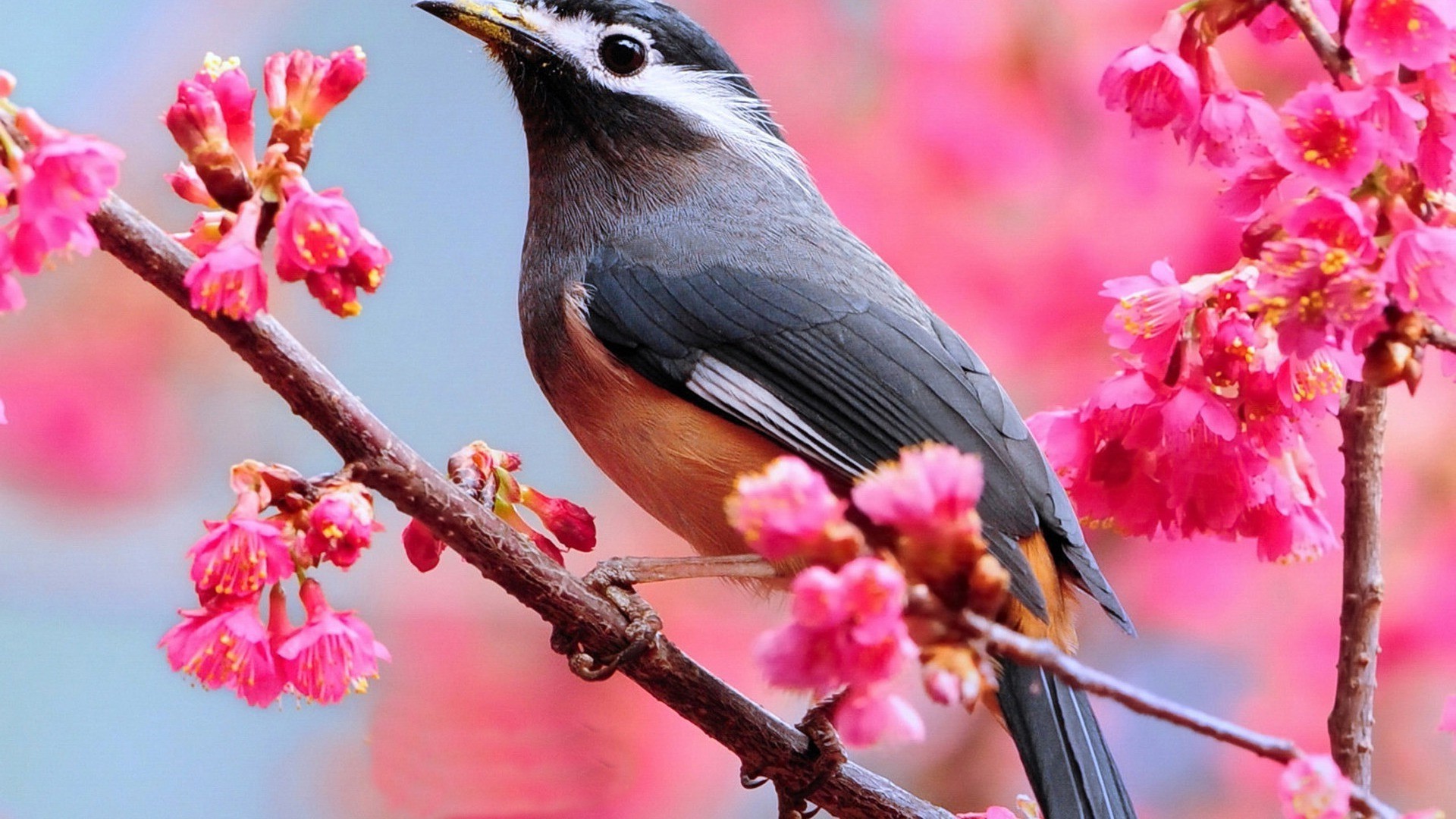 star natur blume im freien vogel baum tierwelt