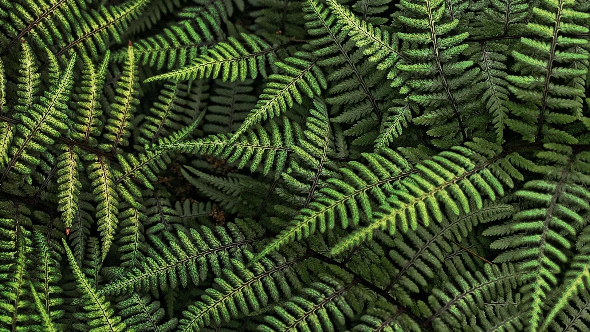 texture fern foglia legno flora natura all aperto frond desktop crescita modello lussureggiante bracken giardino astratto