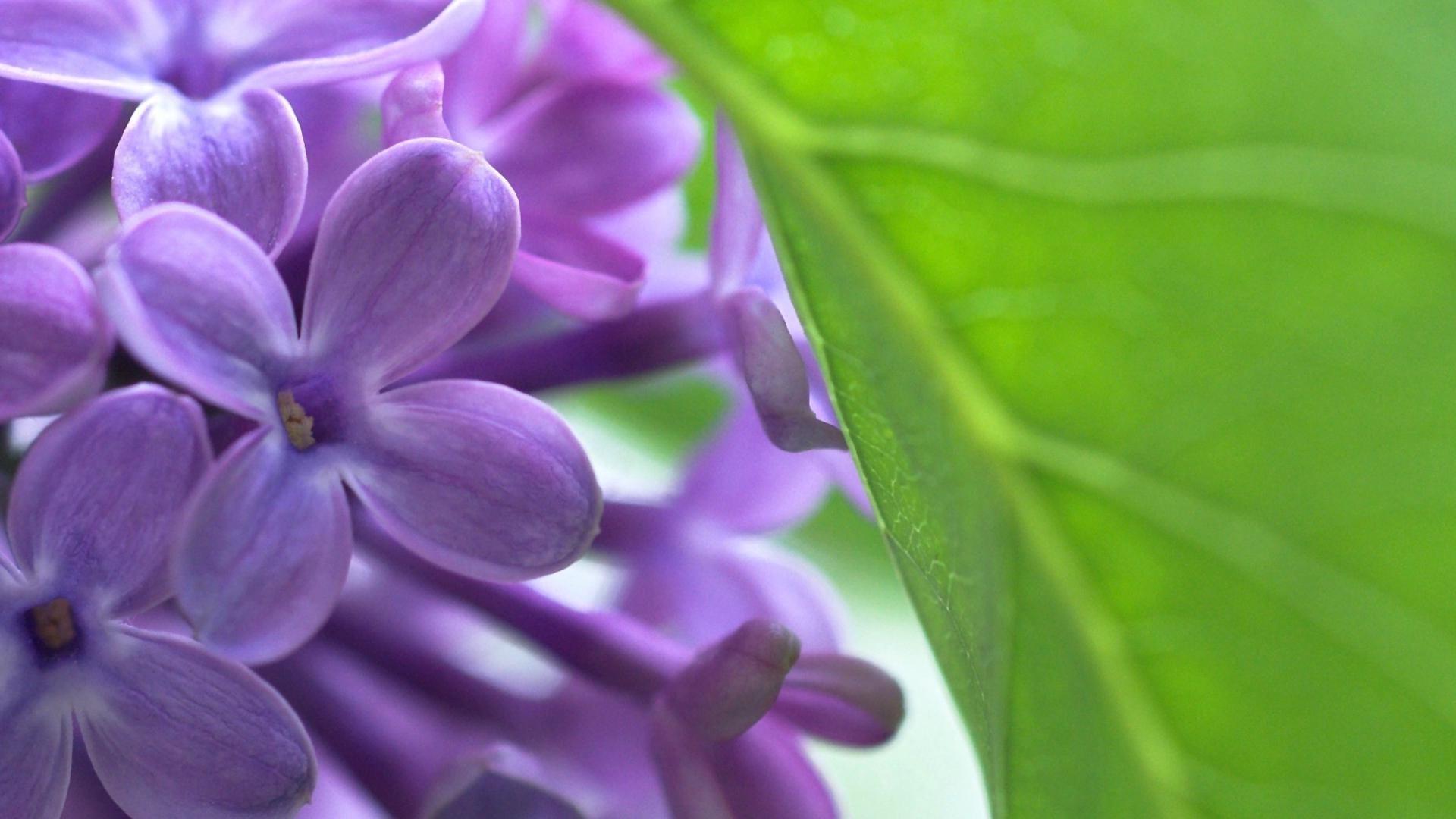 flowers nature flora flower leaf summer garden close-up beautiful color floral bright