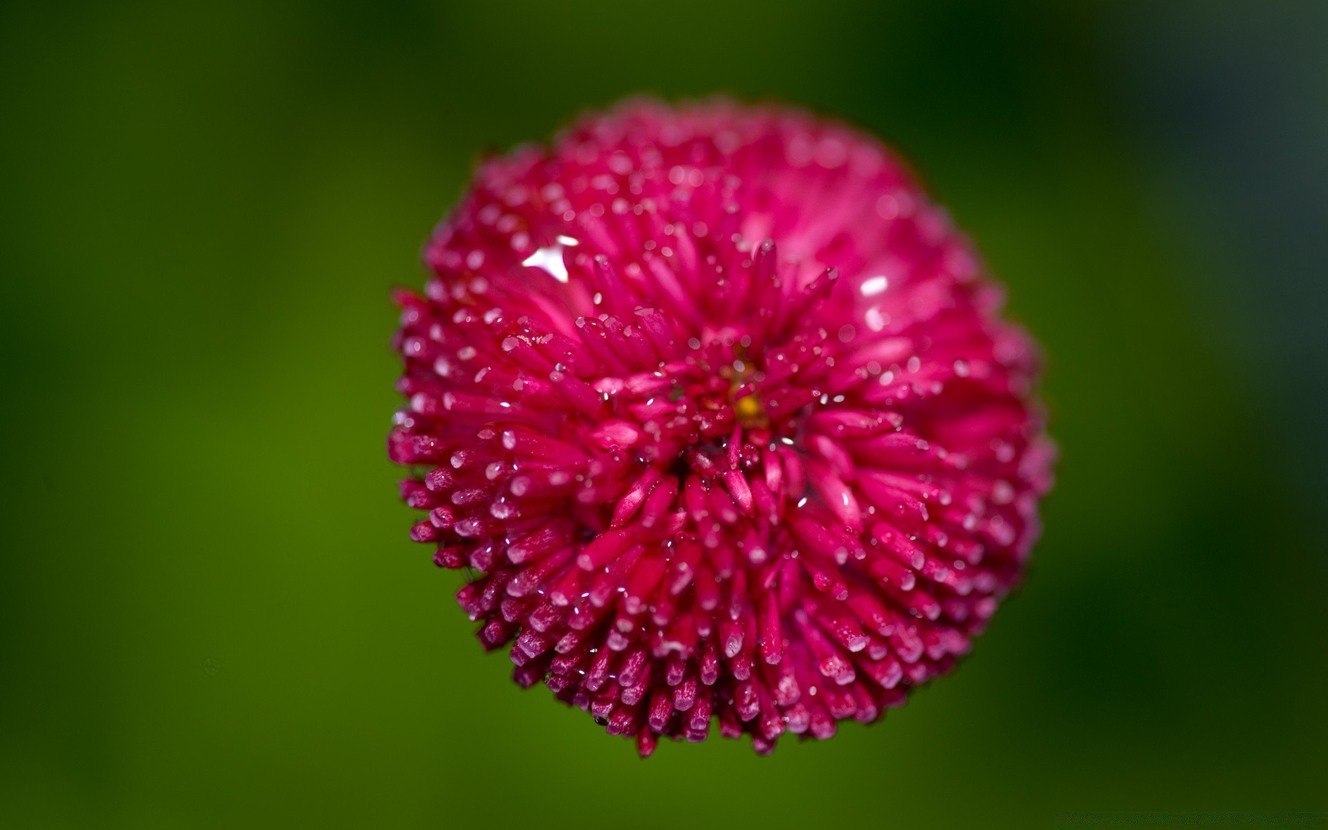 macro natura fiore flora estate giardino foglia luminoso petalo colore crescita sfocatura close-up all aperto