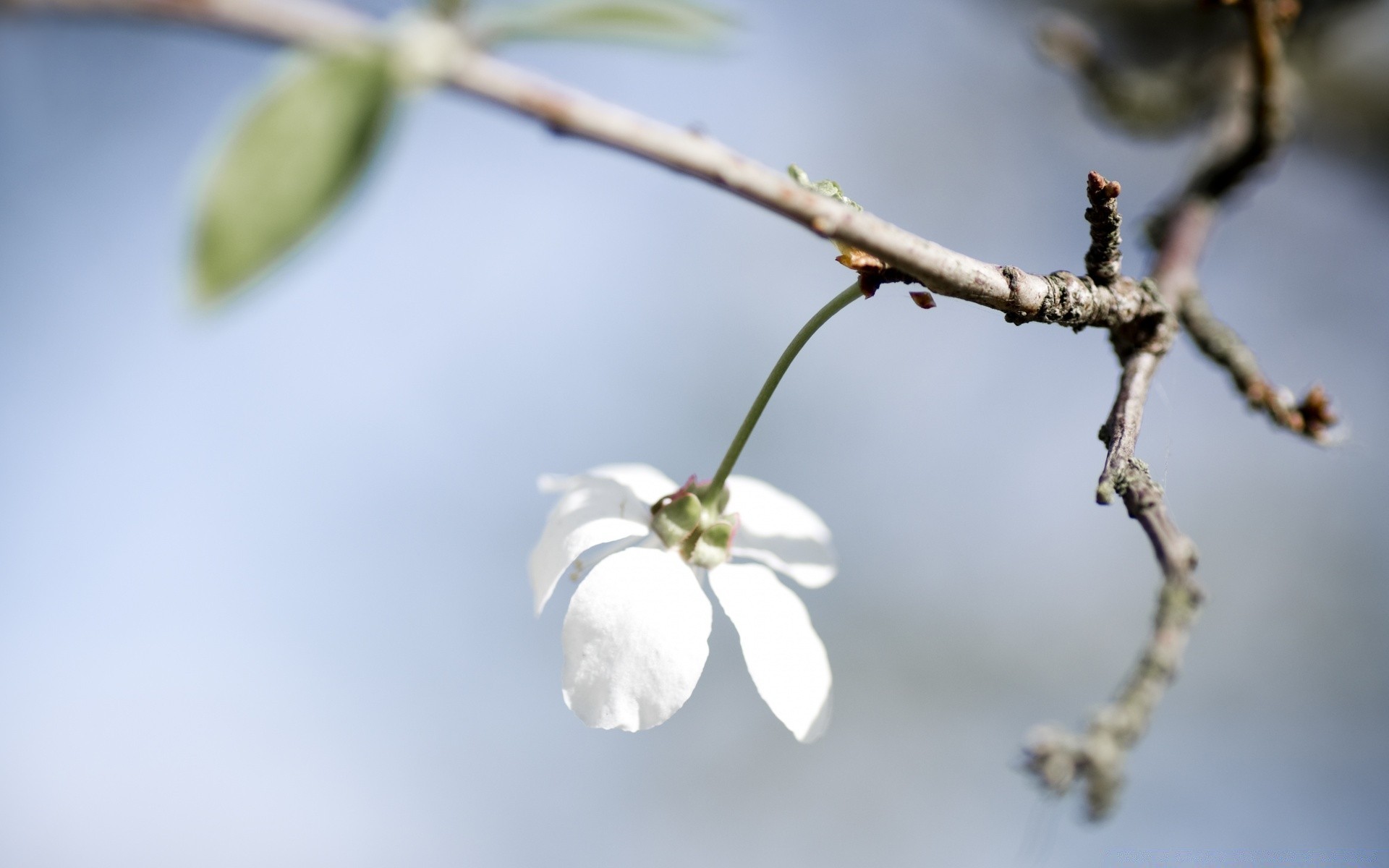 makro natura kwiat drzewo liść na zewnątrz oddział jabłko flora rozmycie wzrost zima ogród