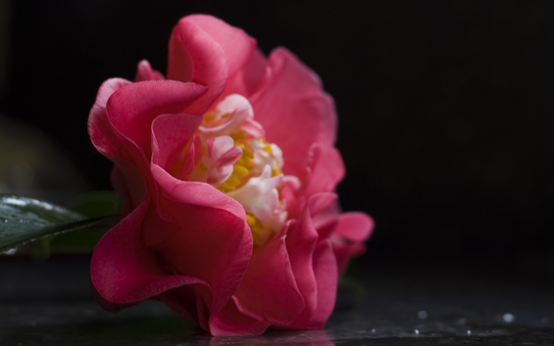 macro flor flora naturaleza hoja pétalo rosa hermoso jardín color floral bluming amor