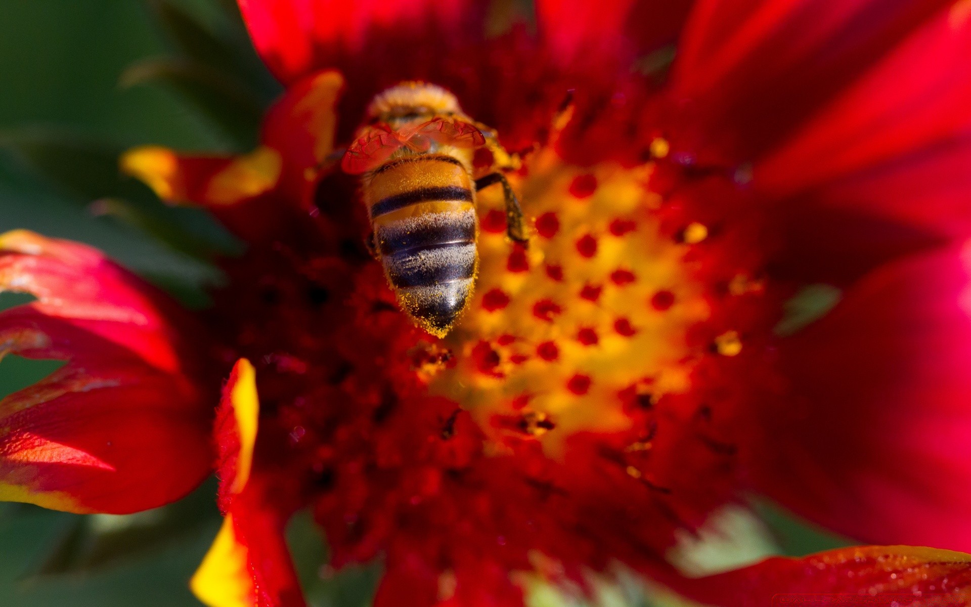 macro naturaleza flor abeja insecto polen flora verano jardín color miel primer plano hoja brillante abejas hermosa polinización pétalo al aire libre