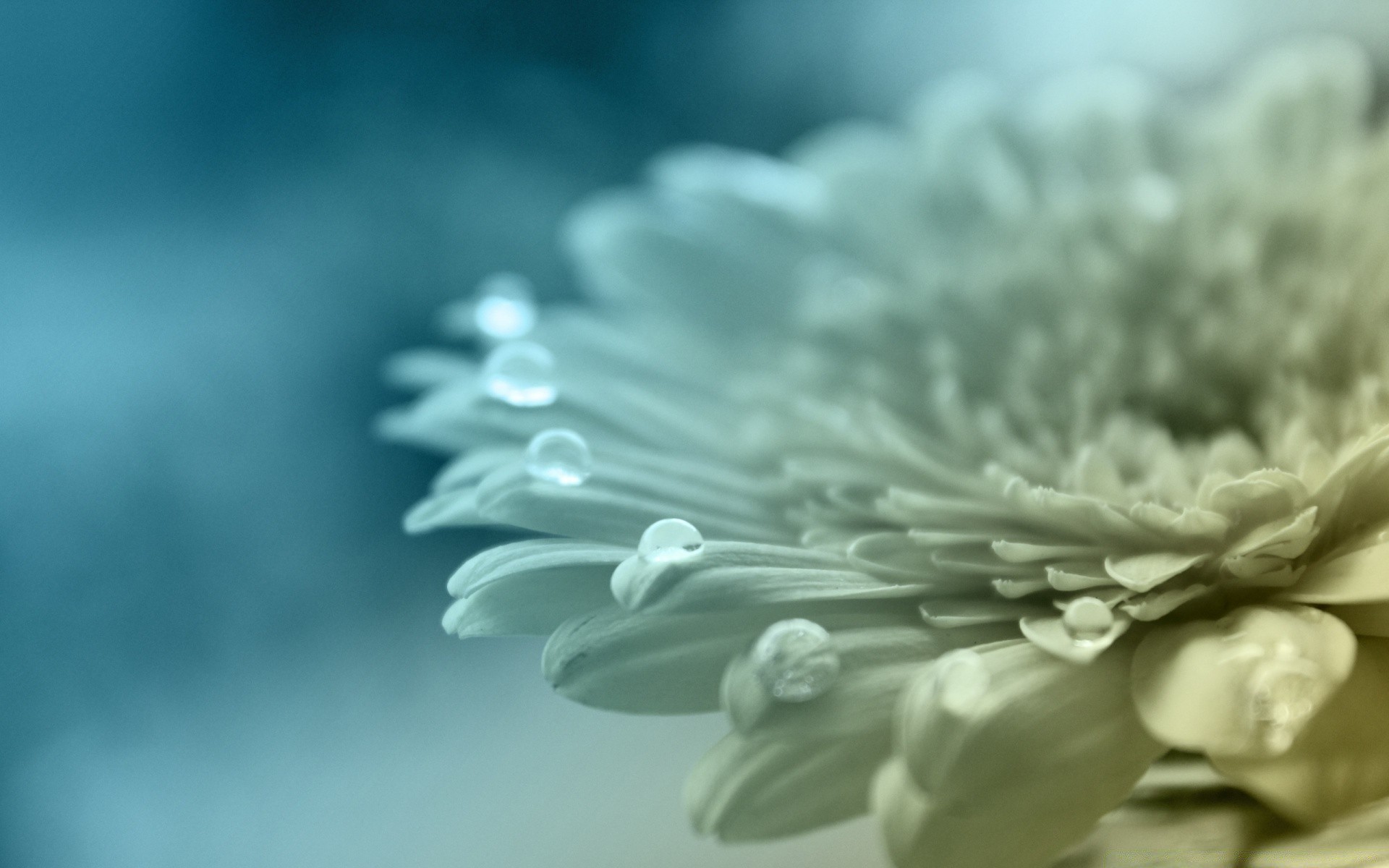 macro nature flora flower beautiful monochrome leaf summer close-up bright garden color desktop