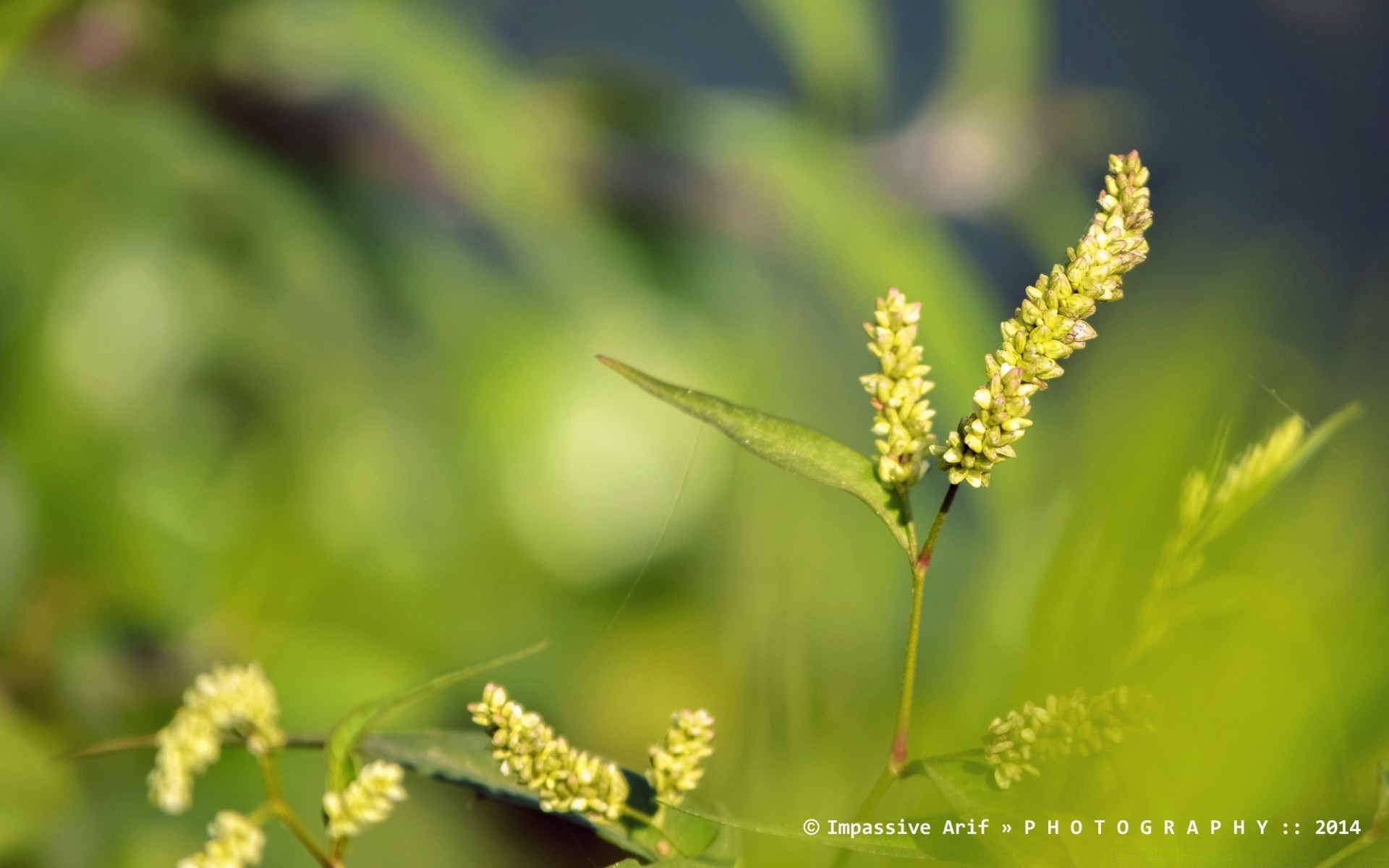 makroaufnahme natur blatt wachstum sommer im freien flora gras blume hell gutes wetter unschärfe sonne