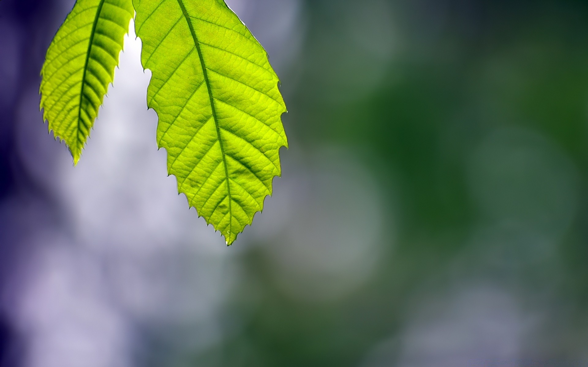 macro leaf nature flora growth blur bright summer color tree garden ecology lush environment