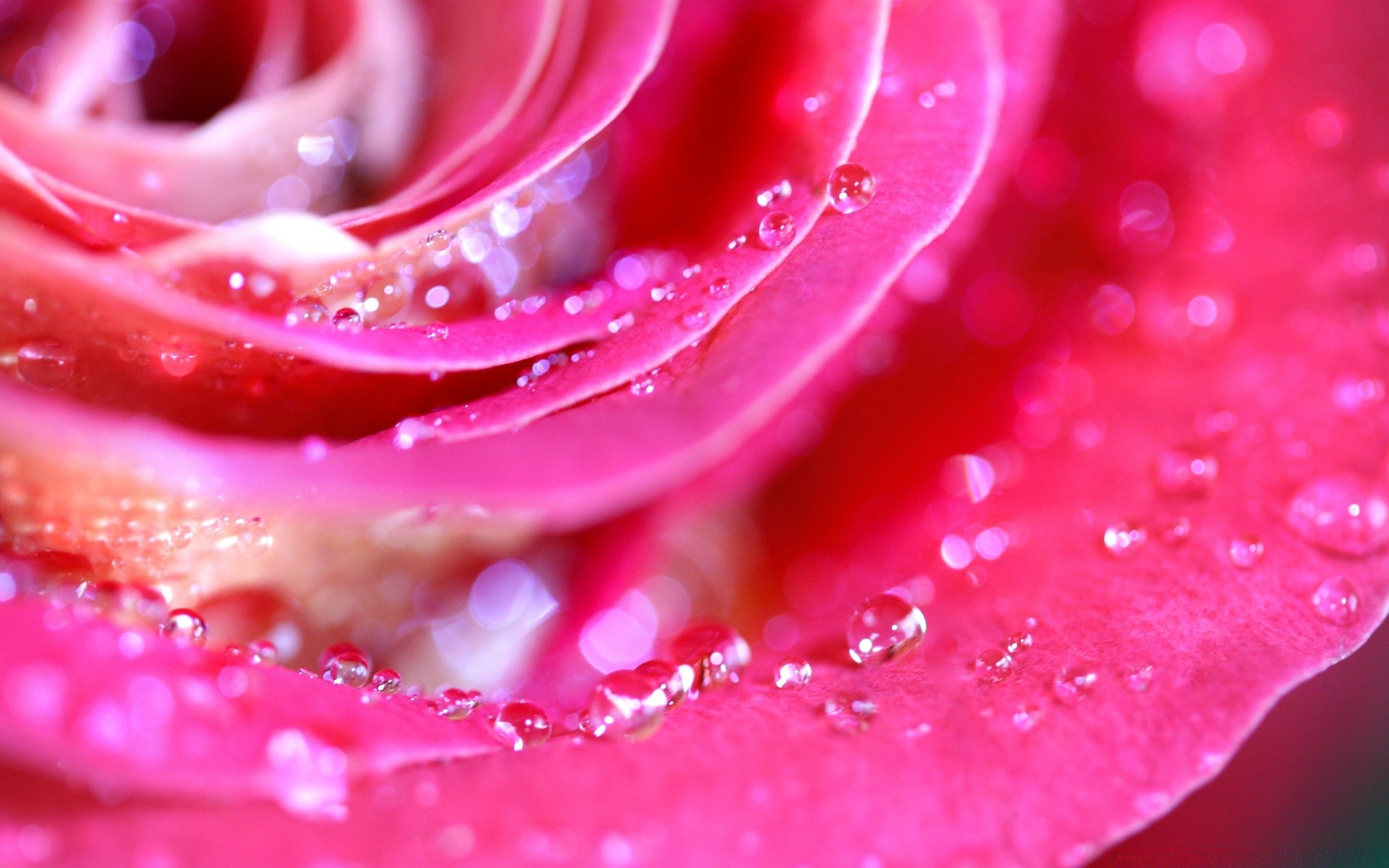 macro dew drop flower rose rain water wet color love romance romantic beautiful abstract wedding close-up desktop nature petal droplet bright