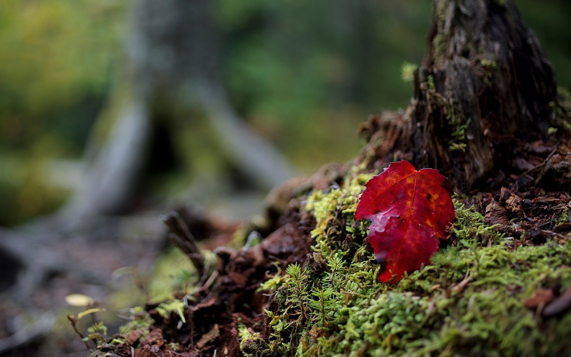 macro natura legno muschio foglia all aperto autunno crescita fungo albero flora terra erba estate