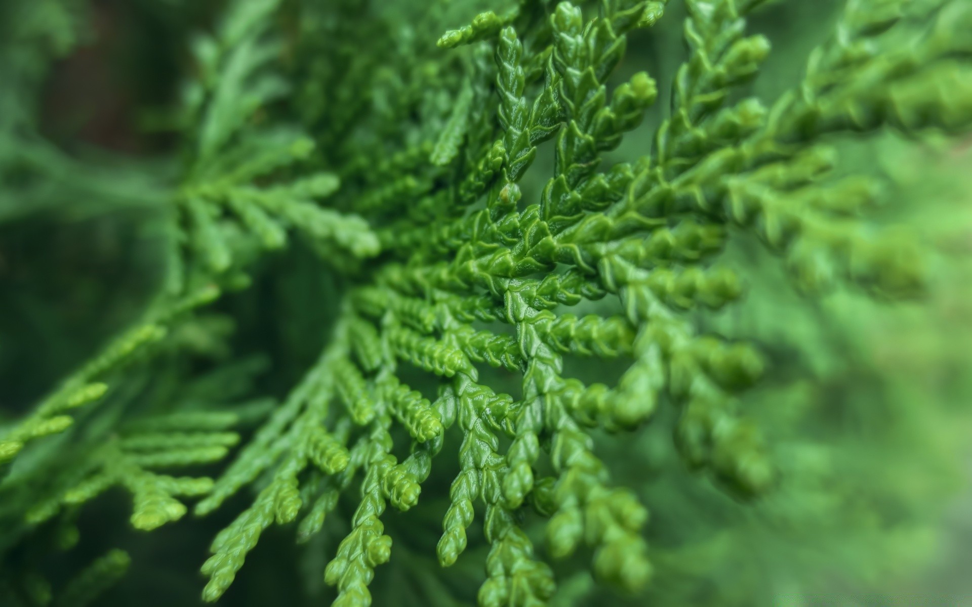 macro folha flora natureza árvore close-up ramo evergreen crescimento fern madeira ambiente ao ar livre coníferas desktop jardim exuberante grama medicina grama