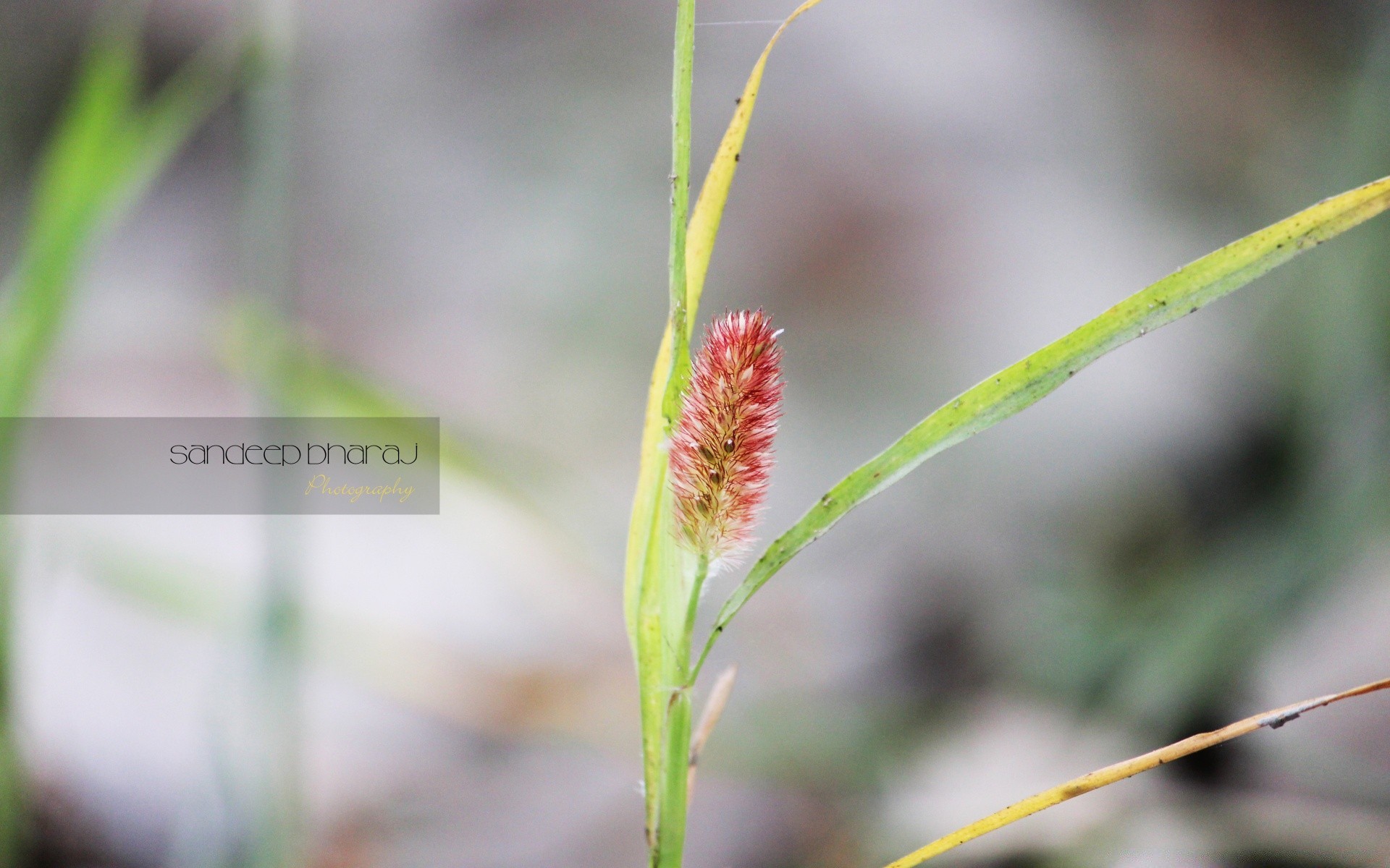 macro nature flora leaf growth outdoors summer grass little environment garden close-up bright season