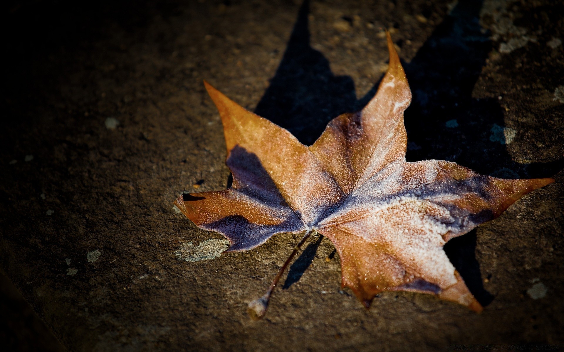 makroaufnahme herbst blatt natur im freien stillleben wirbellose holz ein wasser licht