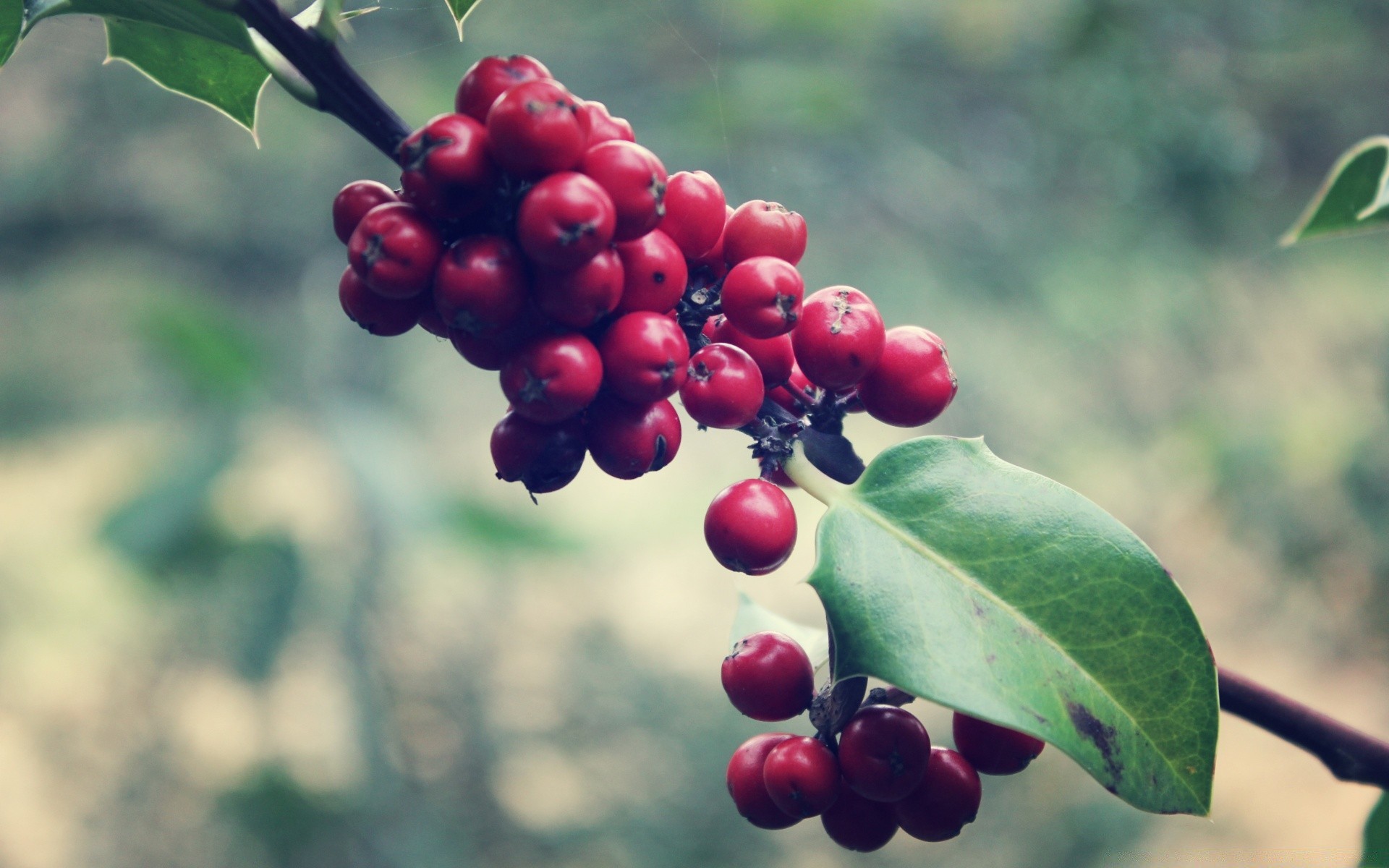 macro natureza folha árvore fruta ramo baga arbusto flora ao ar livre verão jardim comida cor estação