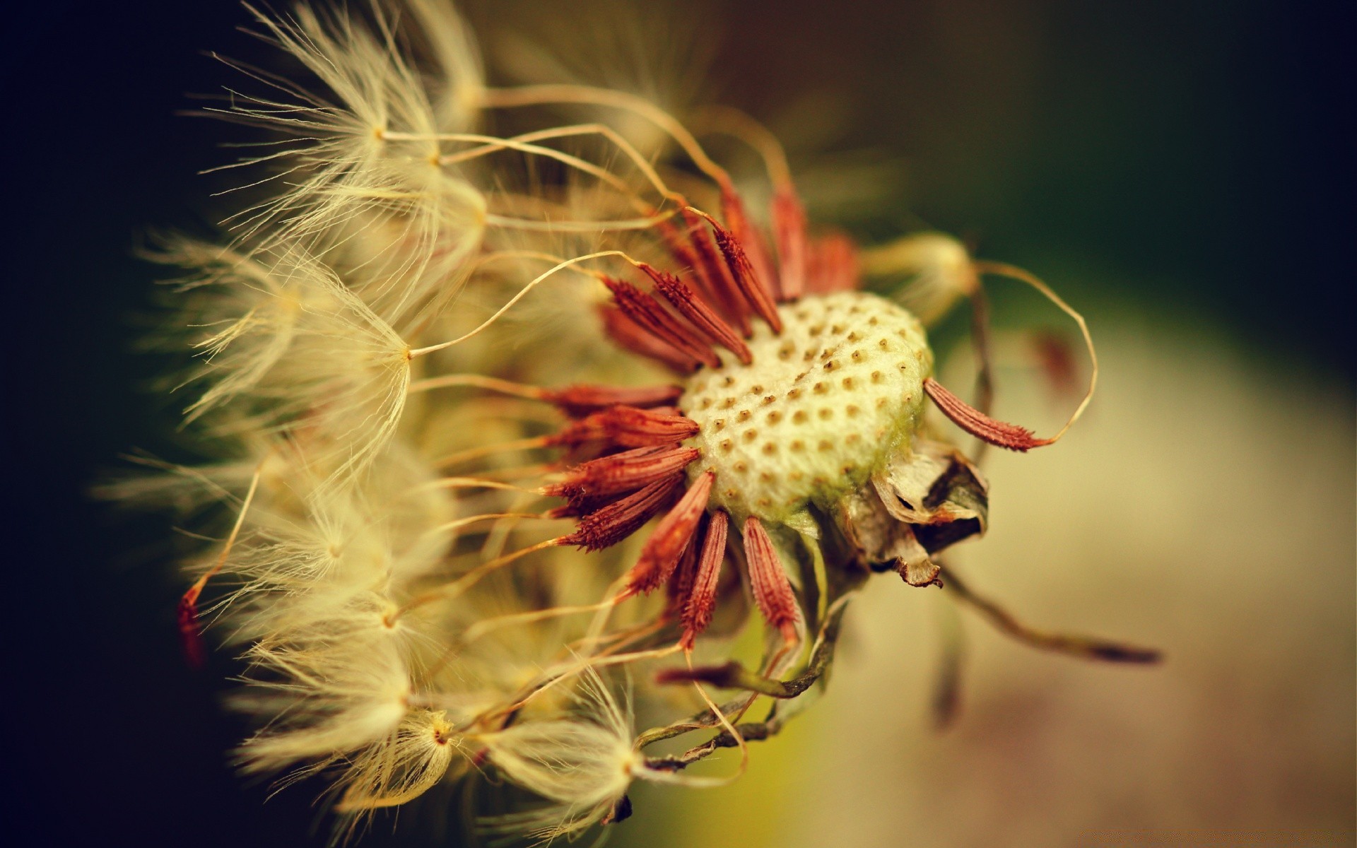 makro fotoğrafçılığı doğa çiçek flora renk böcek yakın çekim yaz