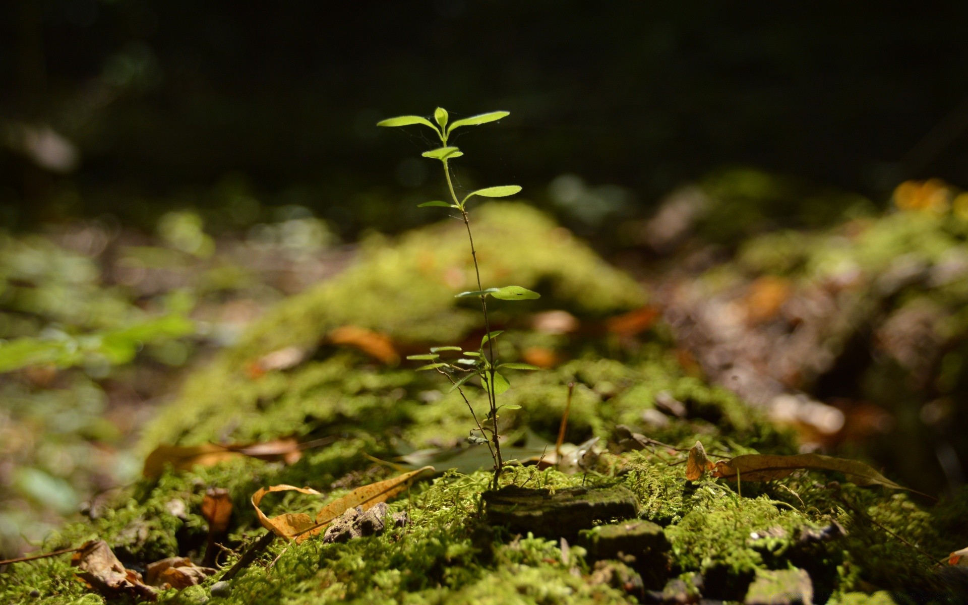 macro moss leaf wood nature flora fall growth outdoors environment tree garden park blur fungus summer color grass