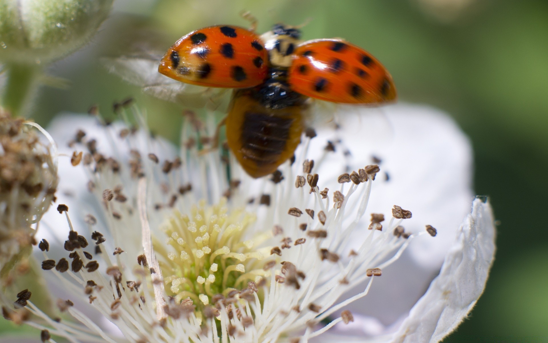 macro nature flower insect flora summer outdoors leaf garden bright little growth close-up