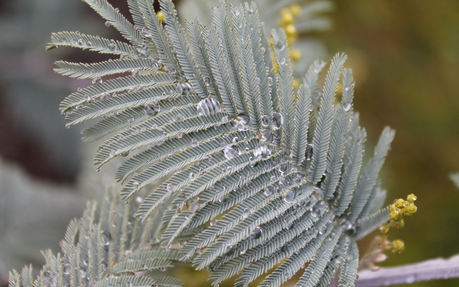 macro frost winter nature tree christmas flora outdoors needle season sharp snow close-up branch leaf decoration cactus frozen flower bright