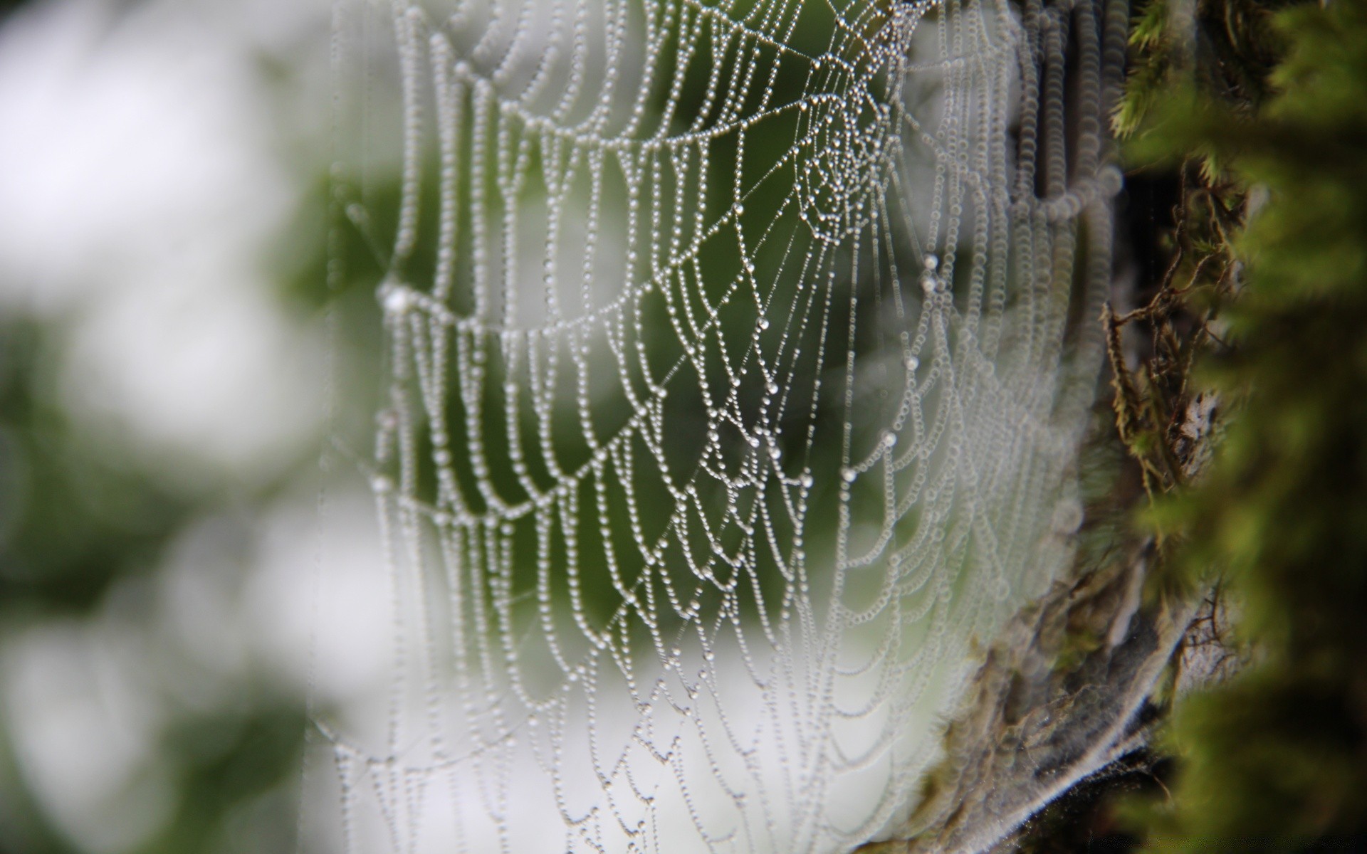 macro ragno ragnatela ragnatela aracnide trappola natura rugiada web insetto all aperto alba seta desktop sfocatura primo piano estate struttura intricato