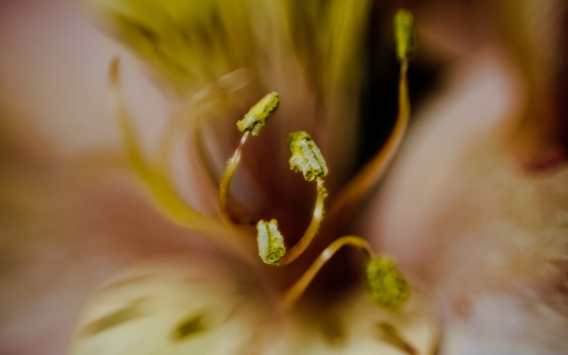 macro flor naturaleza desenfoque flora delicado jardín color hoja naturaleza muerta dof verano luz