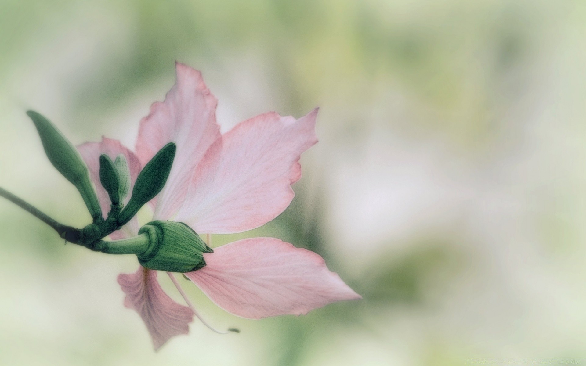 makro fotoğrafçılığı doğa yaz yaprak çiçek parlak flora büyüme bahçe açık havada güzel hava