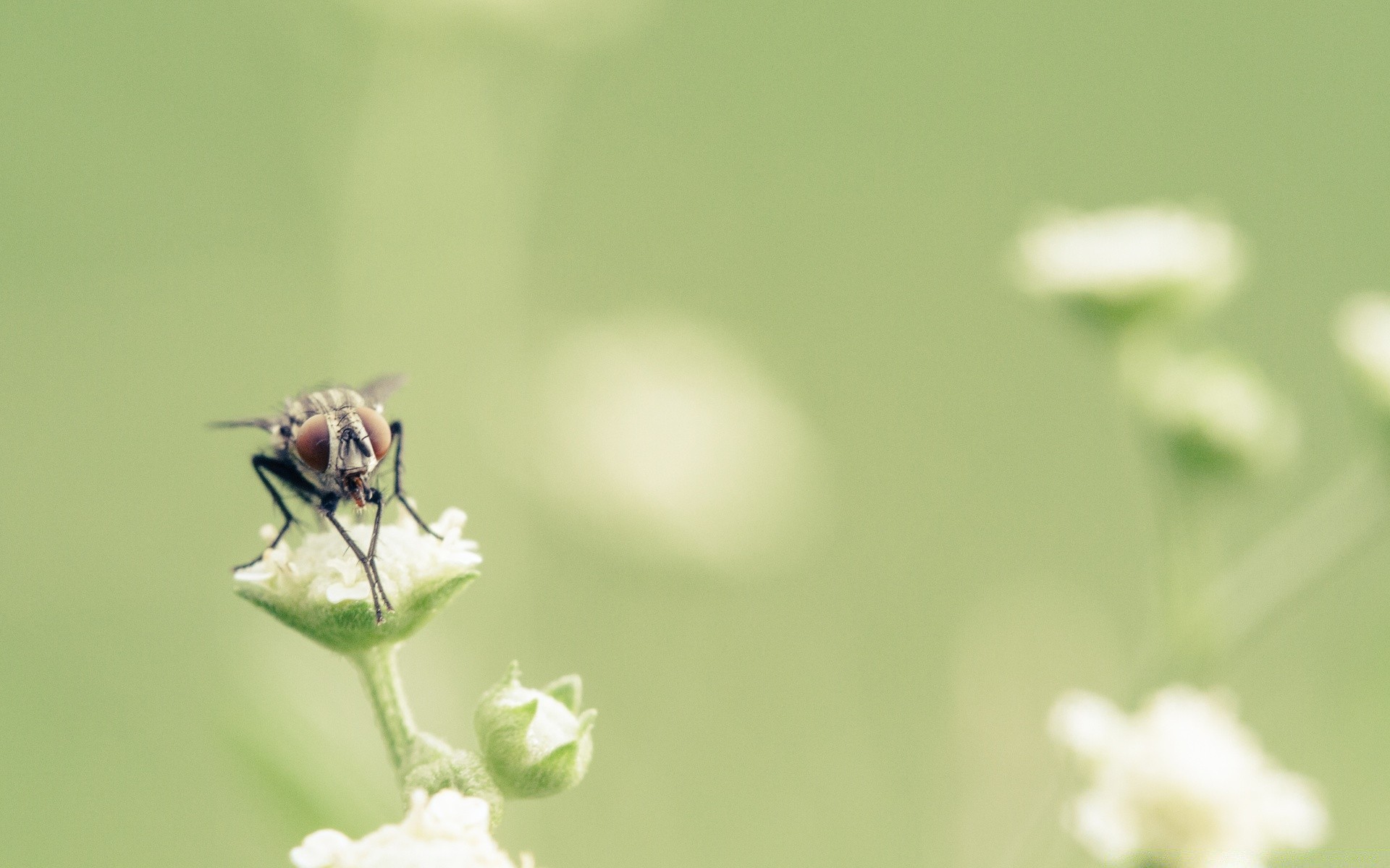 macro natureza inseto folha pequeno verão vida selvagem flora ao ar livre animal grama