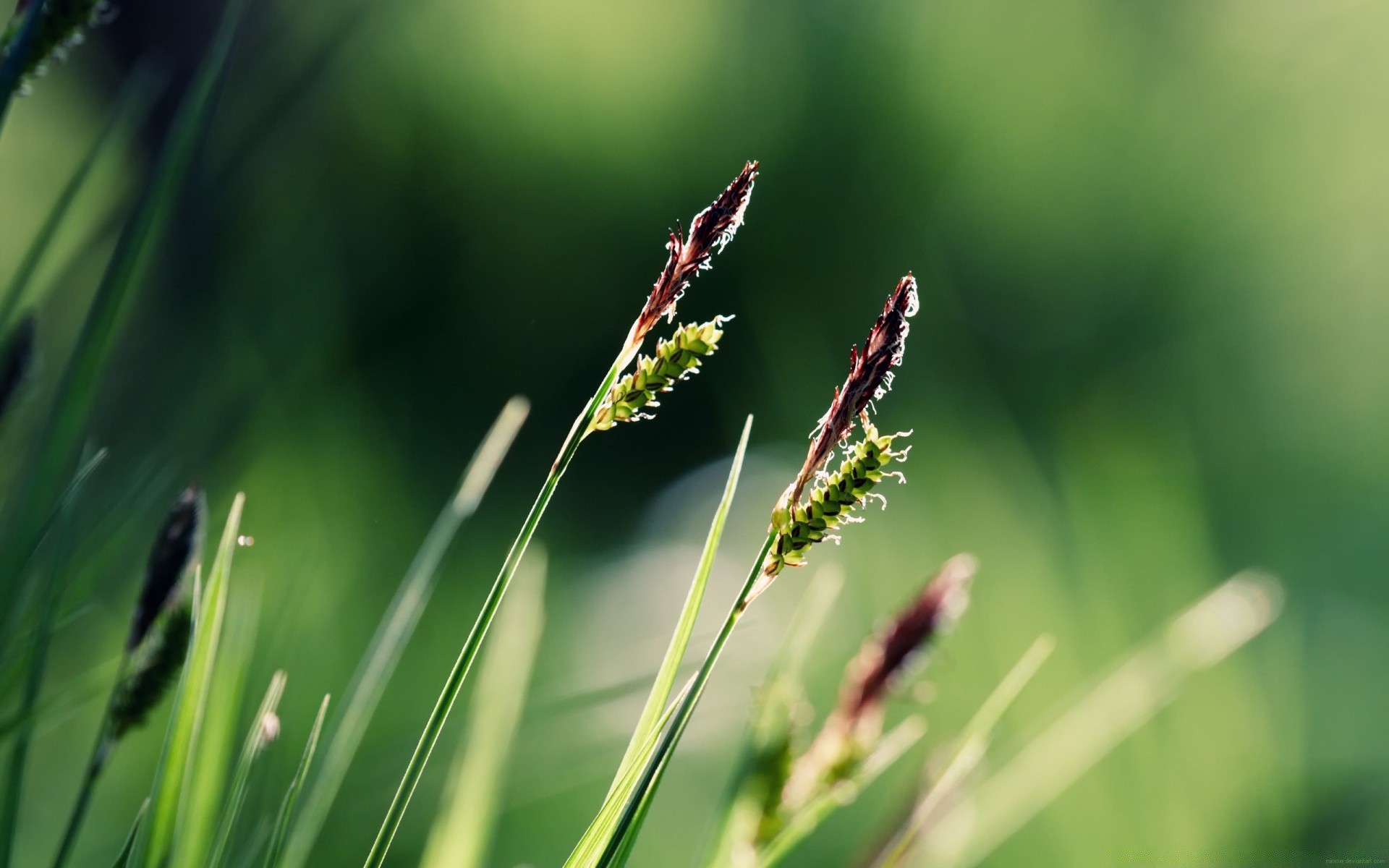 makro fotoğrafçılığı doğa yaprak çimen flora büyüme yaz bahçe alan açık havada çiy güneş ortamlar