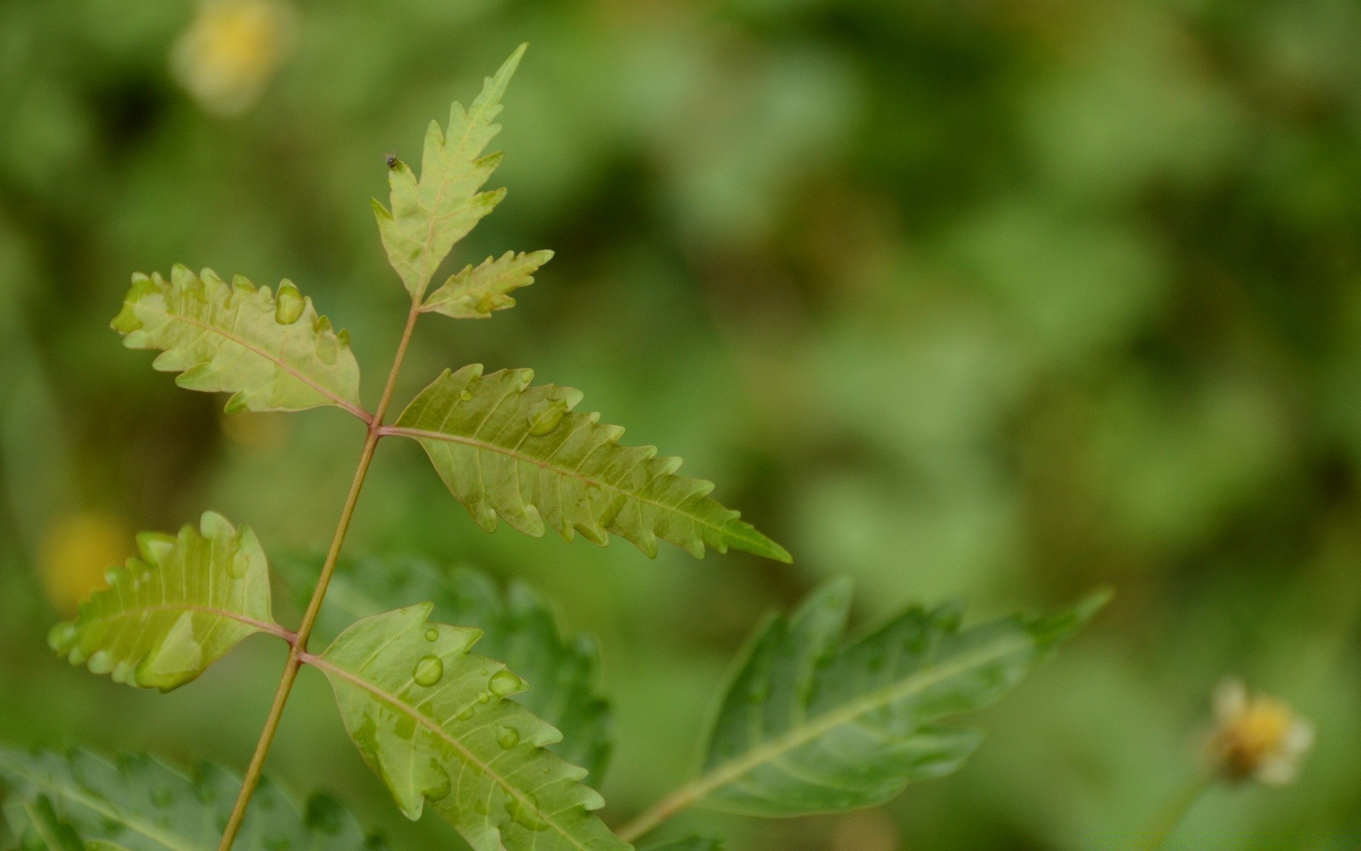 makro fotoğrafçılığı yaprak flora doğa büyüme yaz açık havada bahçe ortamlar yakın çekim çimen çiçek ağaç bulanıklık