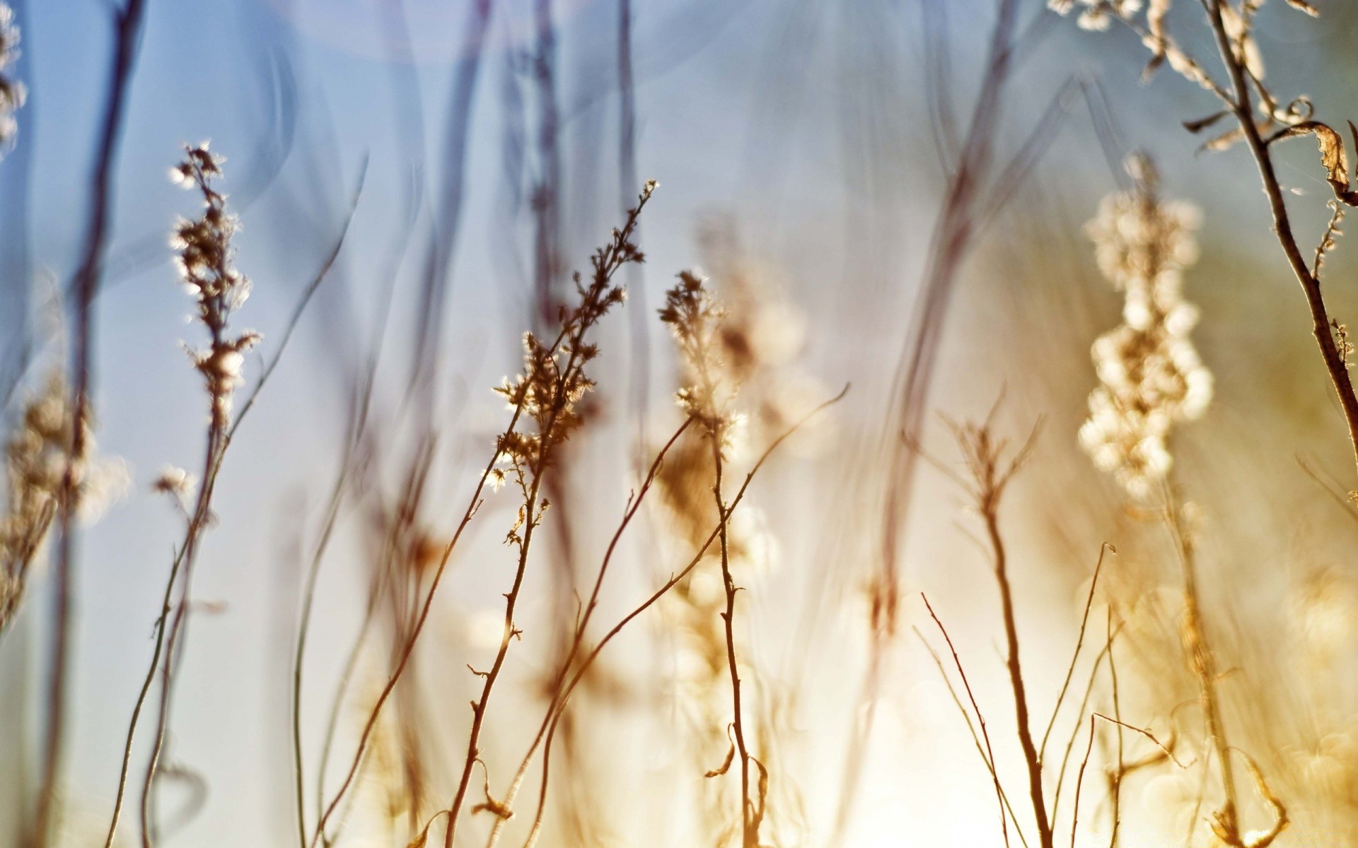 macro nature outdoors dawn leaf sun fair weather flora growth season tree desktop bright winter close-up