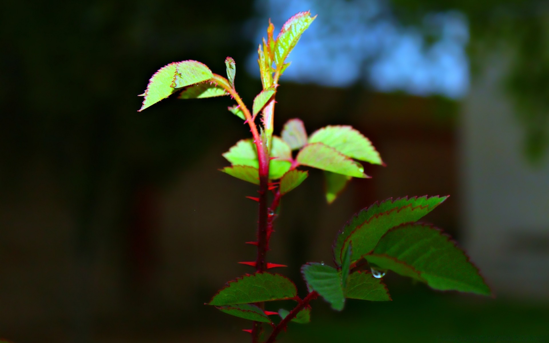 macro leaf nature outdoors flora growth summer tree garden flower