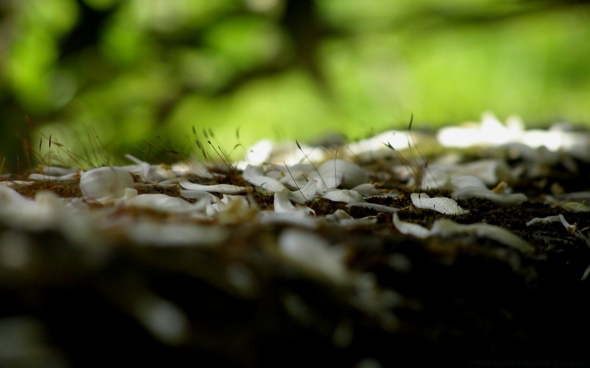 macro nature insect food wood close-up outdoors blur desktop flora leaf tree garden grass