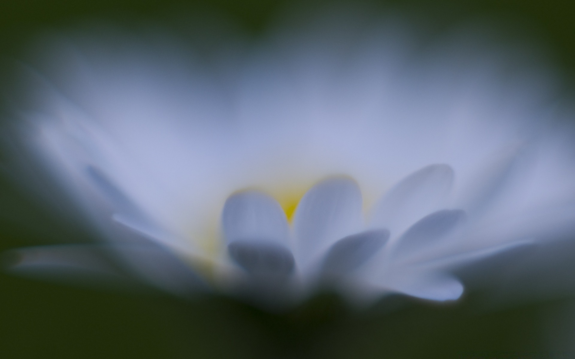 macro flower nature blur flora color leaf garden desktop abstract bright petal summer focus close-up light