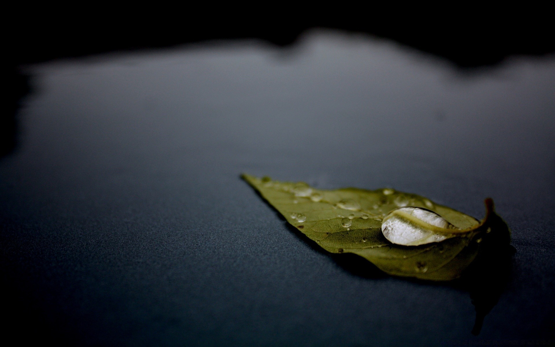 macro still life rain blur water reflection light food one sea nature grow travel shadow landscape