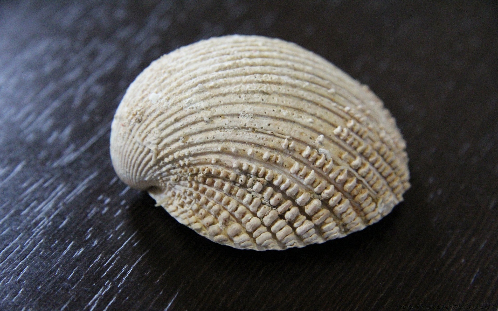 makro muscheln schale muscheln desktop meer meer strand marine textur conch ozean natur muschel jakobsmuschel wirbellose nahaufnahme muster tropisch sommer