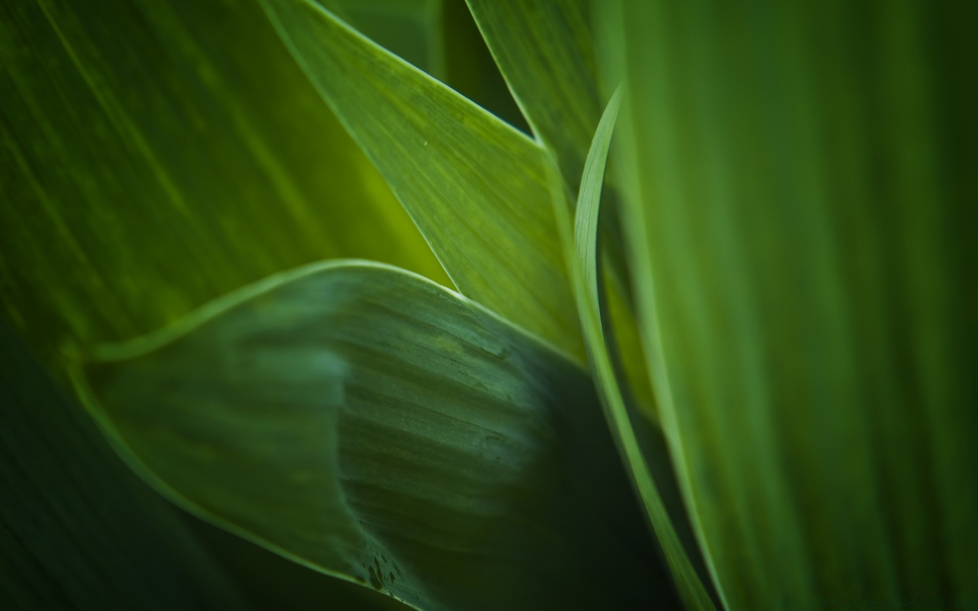 makroaufnahme blatt flora wachstum regen natur garten üppig medium unschärfe tau