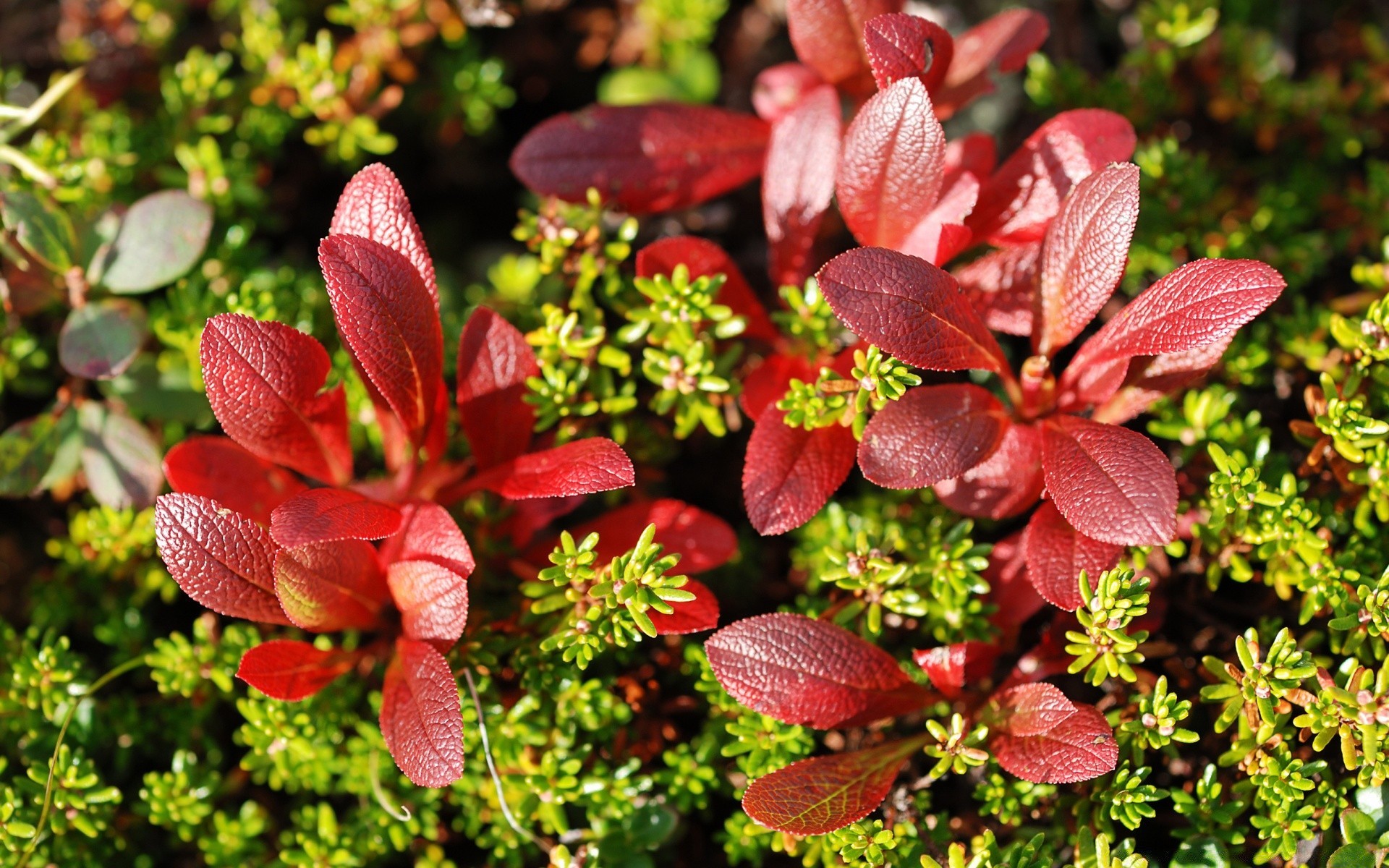 makro fotoğrafçılığı doğa yaprak flora yakın çekim bahçe çalı büyüme açık havada çiçek yaz sezon ağaç park renk şube çimen