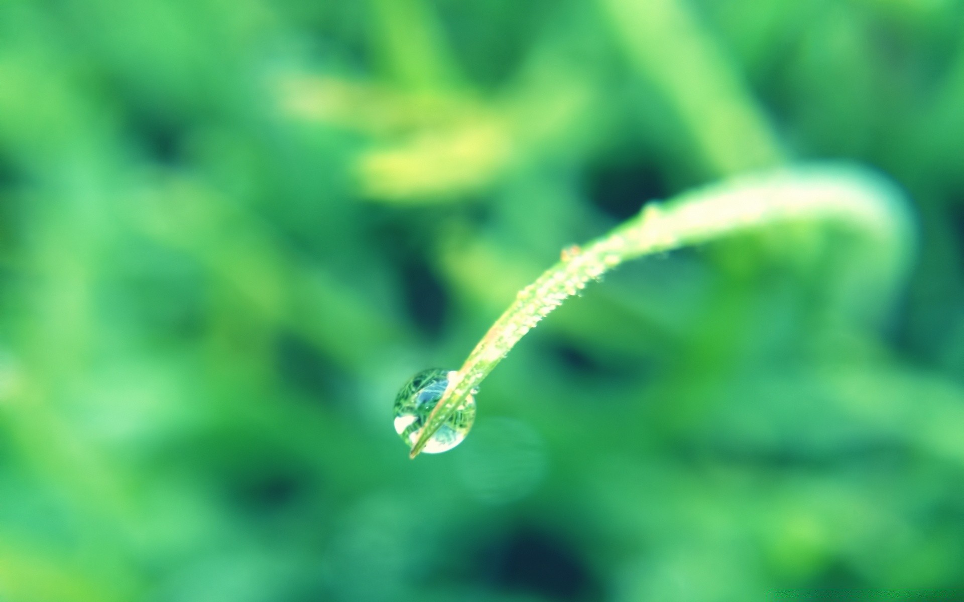 微距摄影 露水 雨 叶 自然 秋天 植物 生长 潮湿 环境 草 花园 水 生态 滴 户外 夏天