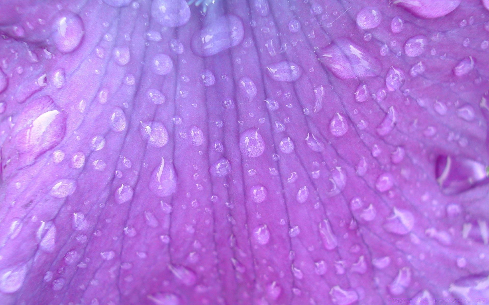 macro color resumen escritorio violeta textura patrón brillante desenfoque naturaleza rocío flor lavanda flora fondo de pantalla verano fondo primer plano