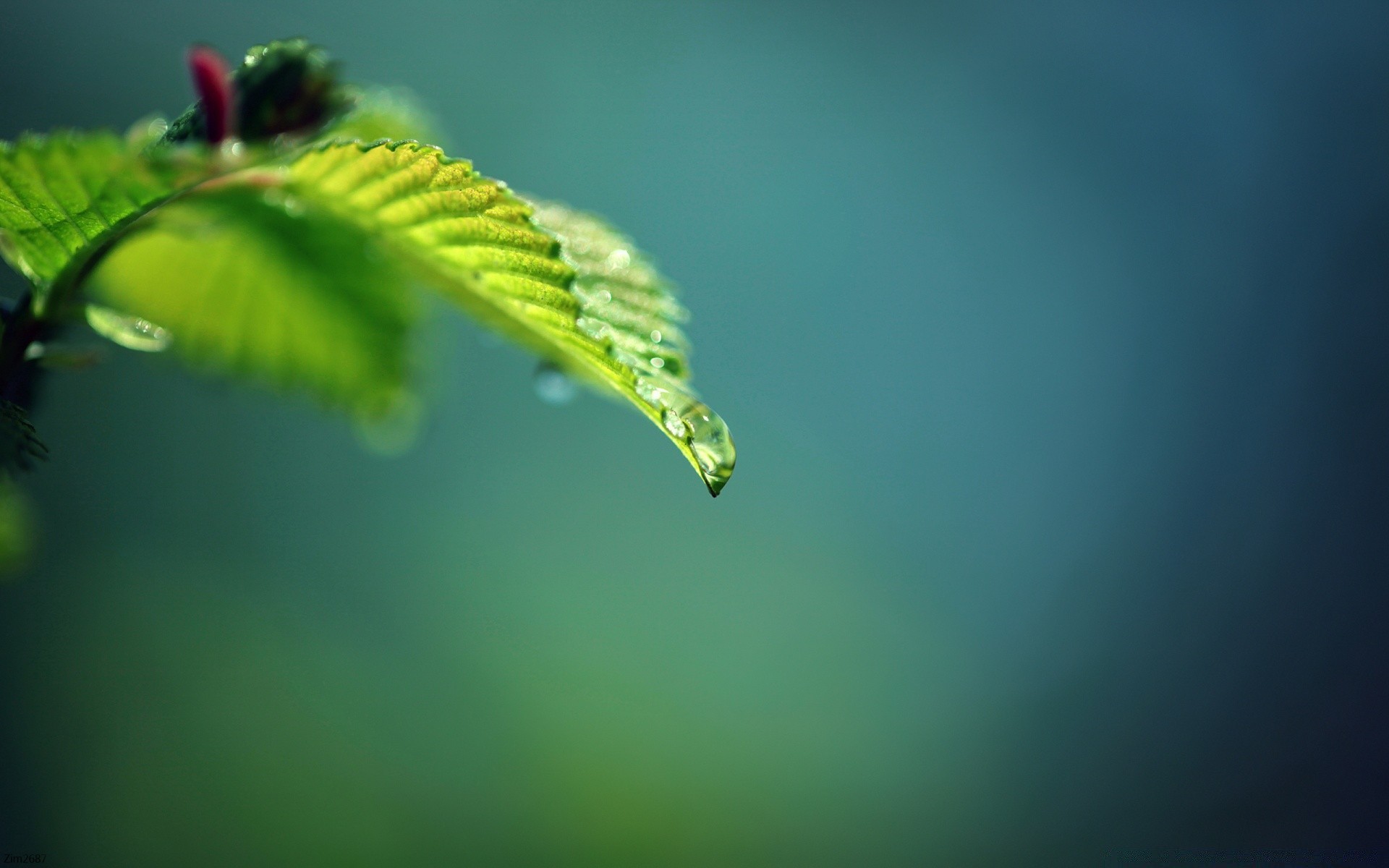 makro blatt natur unschärfe wachstum flora regen sommer im freien licht garten herbst sonne gutes wetter blume baum dof umwelt