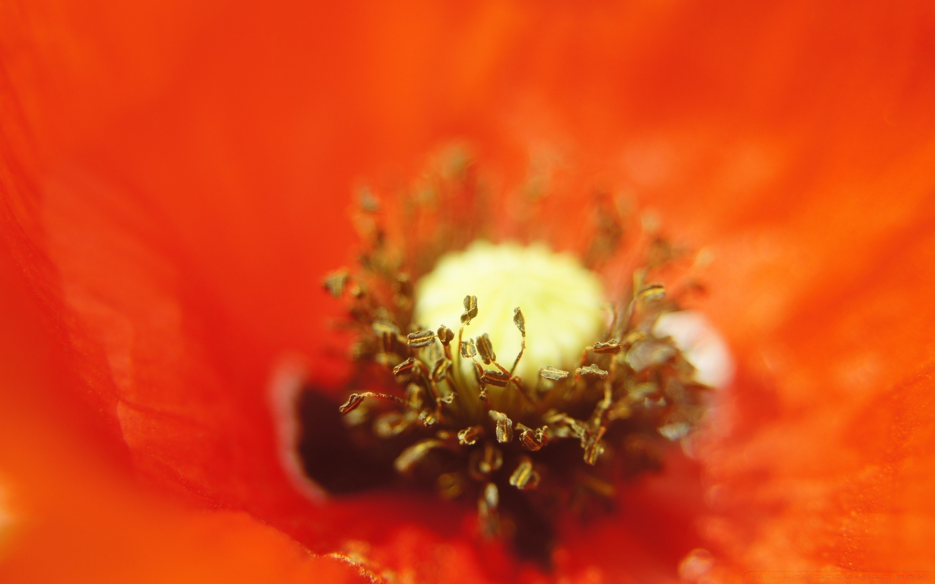 macro flor natureza poppy borrão verão jardim flora brilhante ao ar livre folha delicado pólen cor pétala