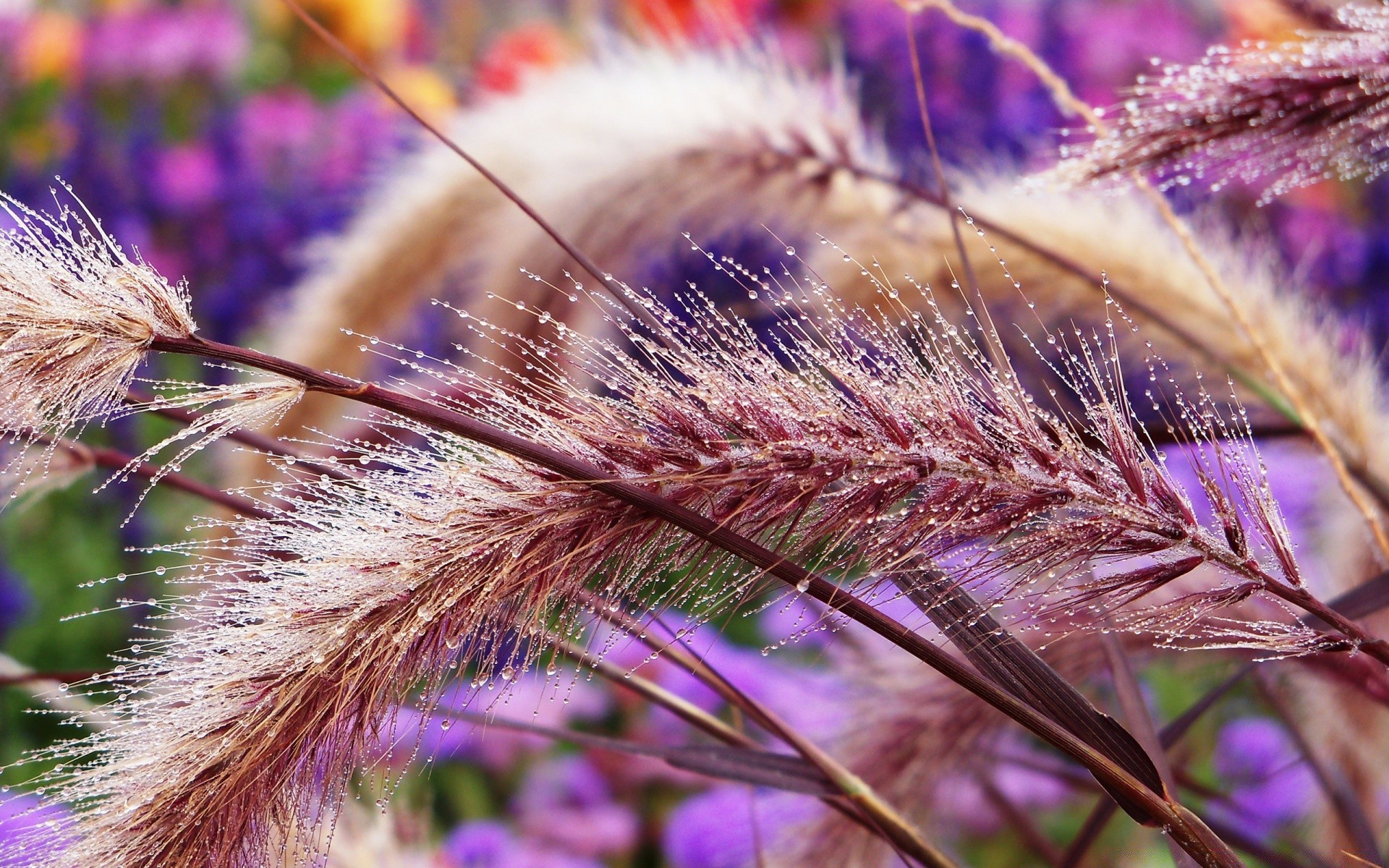 macro fotografia natura flora estate fiore erba all aperto vivid campo close-up semi crescita rurale stagione bella colore giardino spike buccia fieno