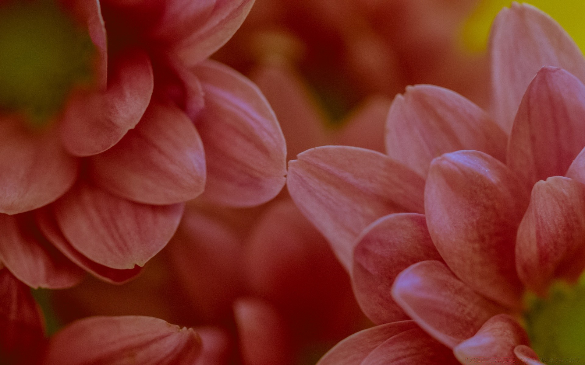 macro flower nature flora garden color floral petal bright close-up beautiful summer leaf blooming season love growth easter