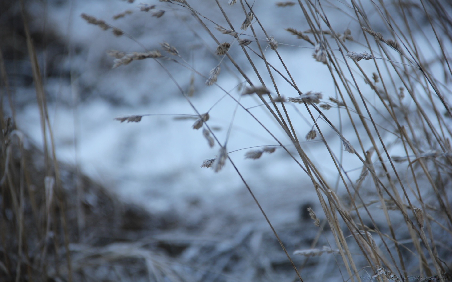 macro neige hiver nature gel roseau froid congelé à l extérieur glace herbe saison oiseau paysage aube bois jardin arbre dof