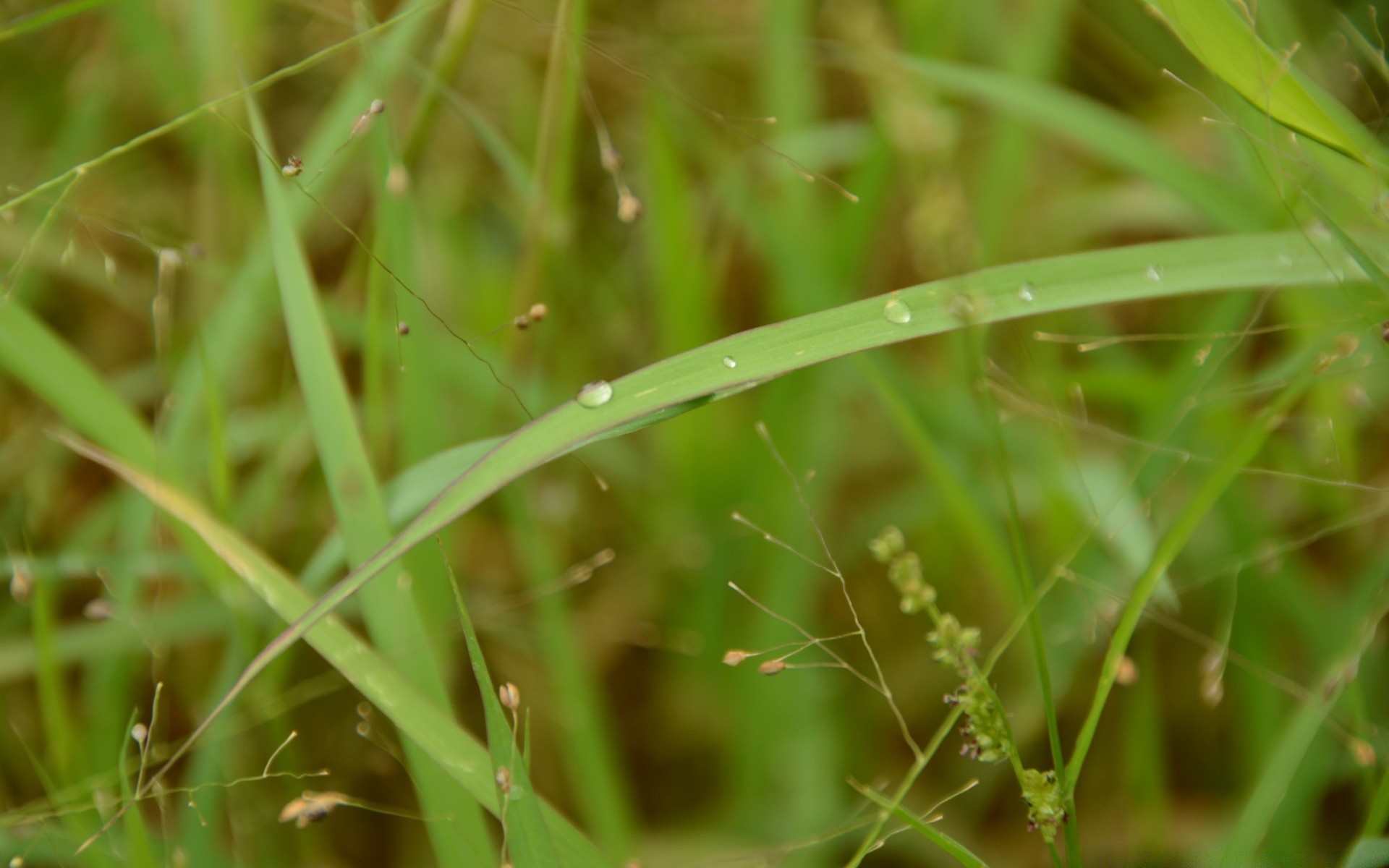 macro nature grass flora leaf growth dew garden rain environment summer dawn outdoors close-up ecology field drop lawn little sun