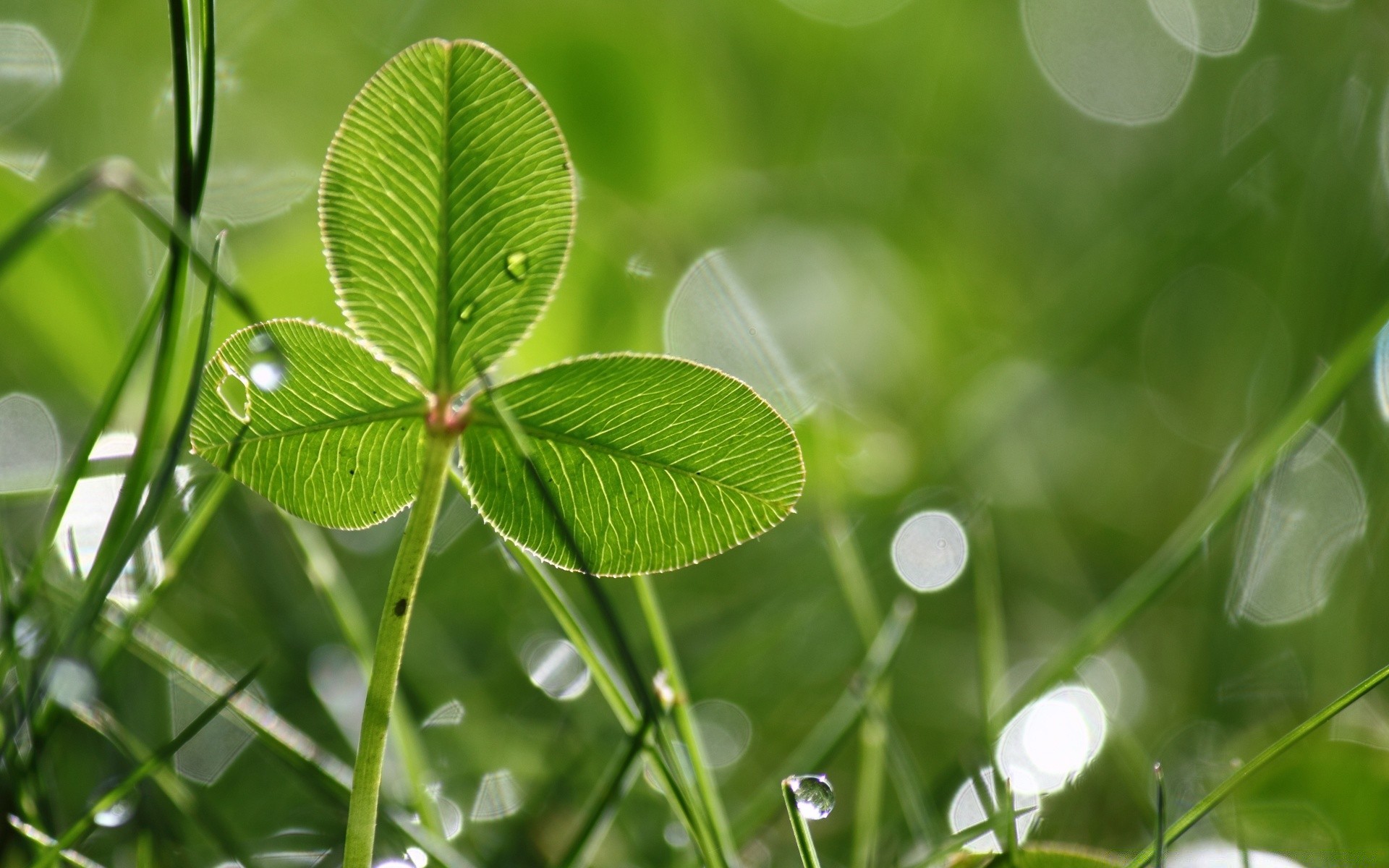 makro liść flora wzrost świeżość natura ogród środowisko zbliżenie rosa trawa lato spadek bujny ekologia środowisko deszcz jasny koniczyna trawa czystość