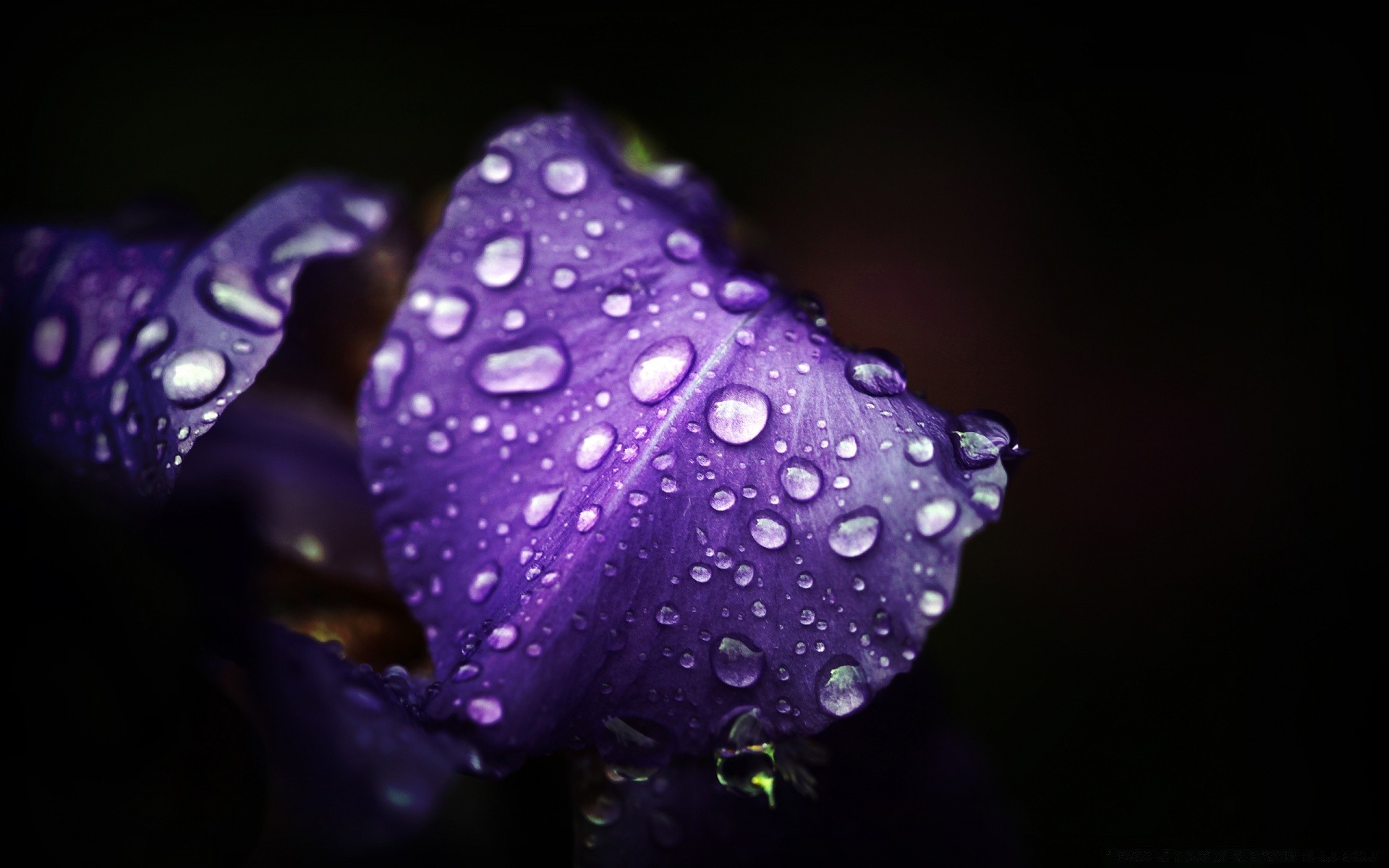 macro fleur nature flore feuille couleur pétale jardin rosée lumineux lumière belle été floral bluming