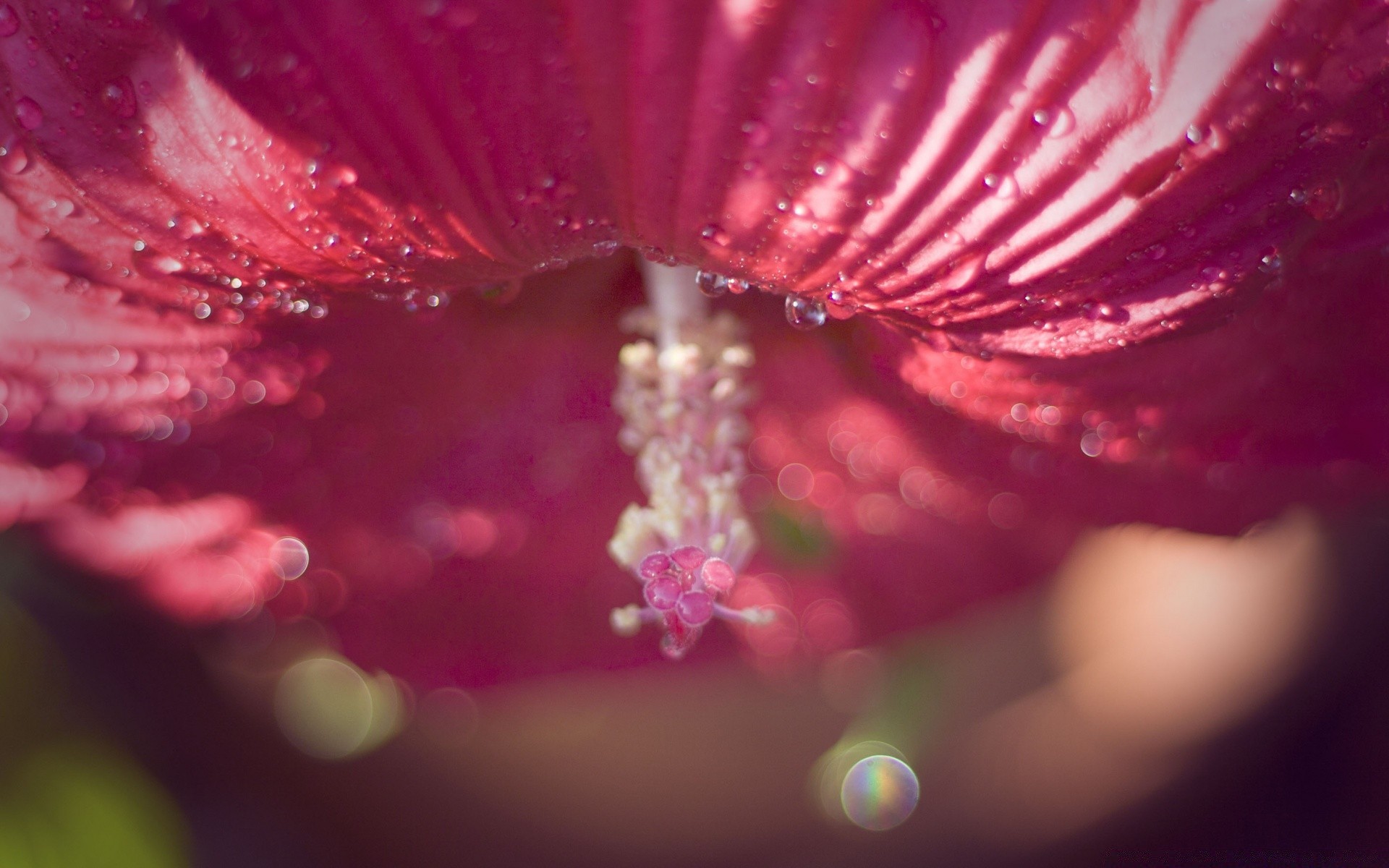 macro flor natureza cor resumo verão orvalho chuva queda bela brilhante flora jardim água borrão molhado desktop luz arte