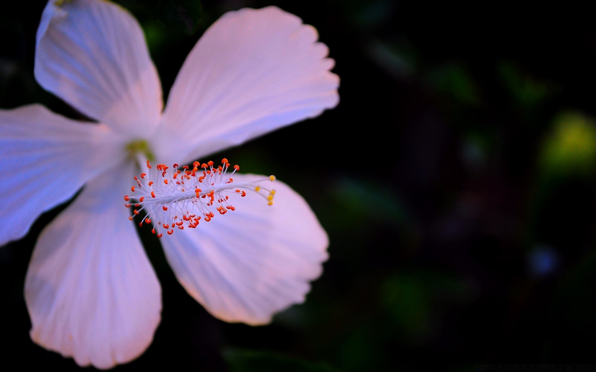 macro natureza folha flor ao ar livre flora verão brilhante borrão