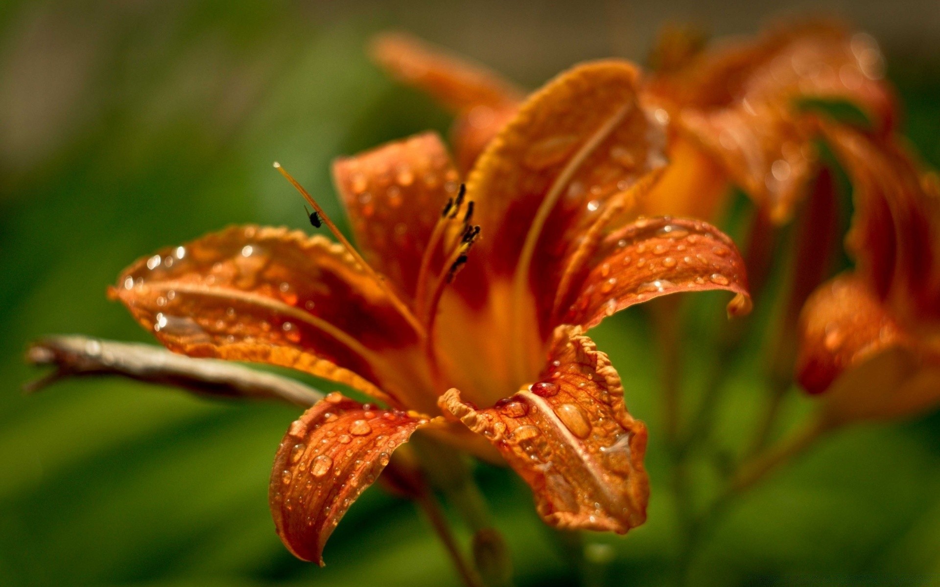 macro nature fleur flore feuille jardin gros plan été pluie à l extérieur couleur lily