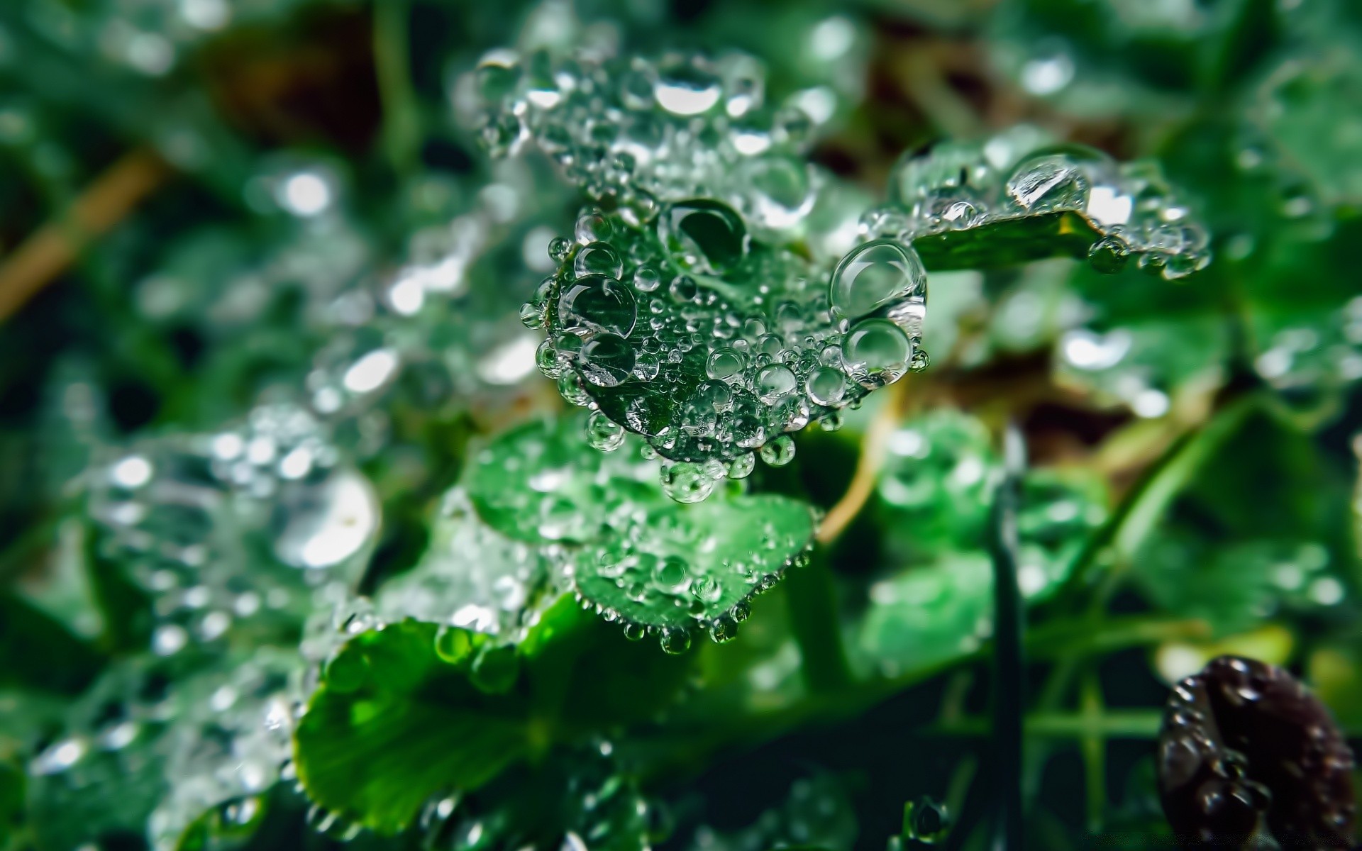 makro blatt tropfen flora regen tau natur nass umwelt frische garten wasser gras schließen wachstum tropfen sommer desktop farbe hell ökologie