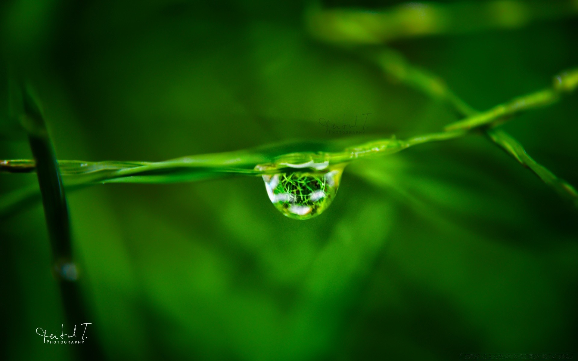 macro rugiada pioggia foglia goccia bagnato natura gocce purezza acqua crescita erba ecologia gocce lussureggiante estate all aperto