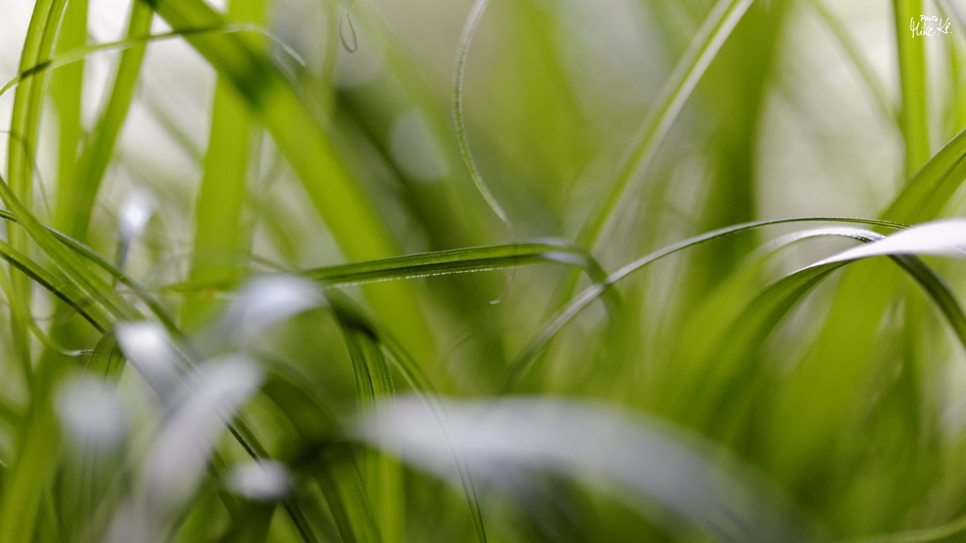 macro herbe flore croissance jardin feuille nature pelouse rosée environnement été luxuriante pluie champ lame chute écologie foin